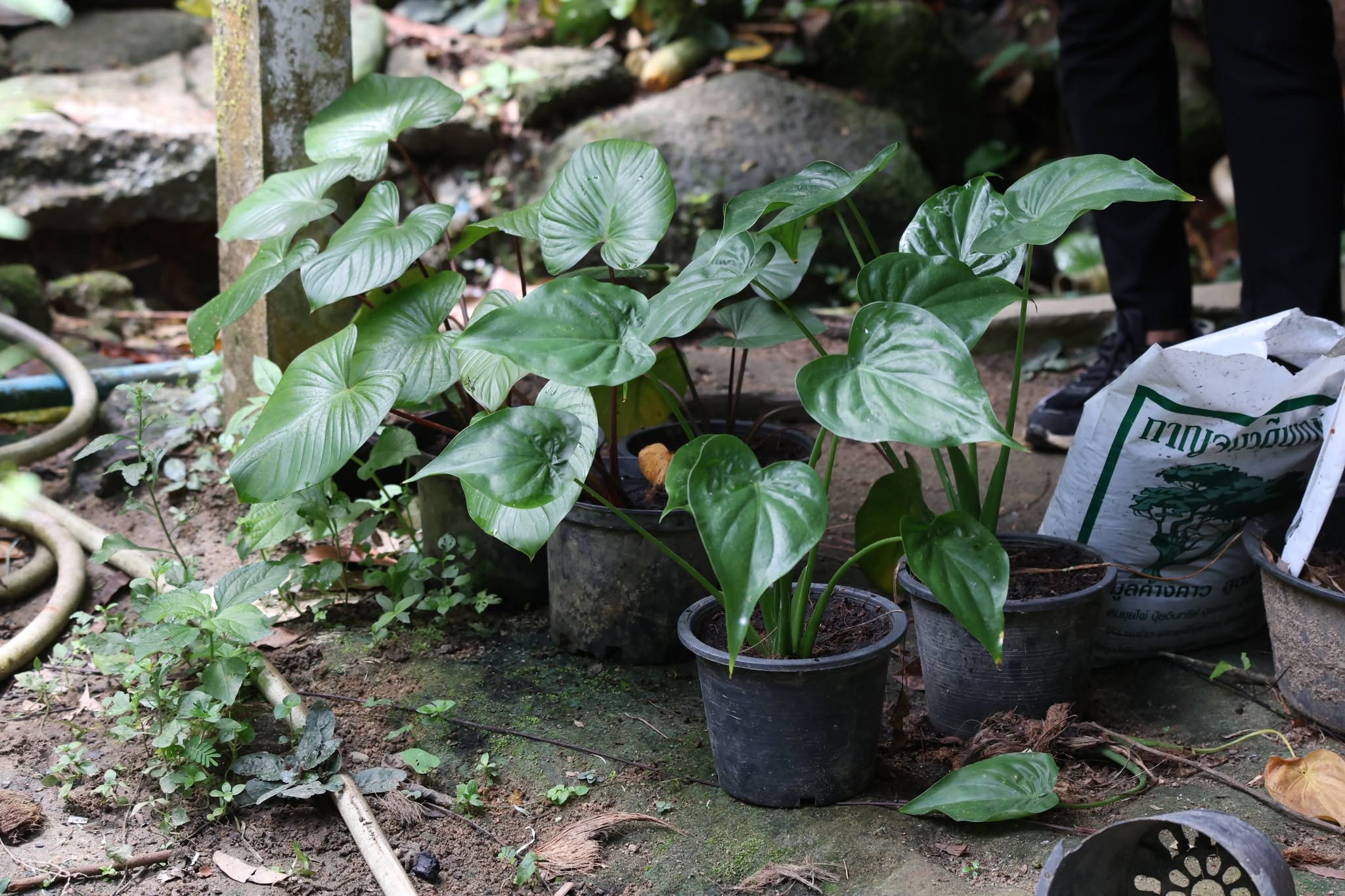 title - กพม. เยือนพังงา ติดตาม Smart Farmer ชูเกษตรผสมผสาน วนเกษตร หนุนแปรรูปสร้างมูลค่า