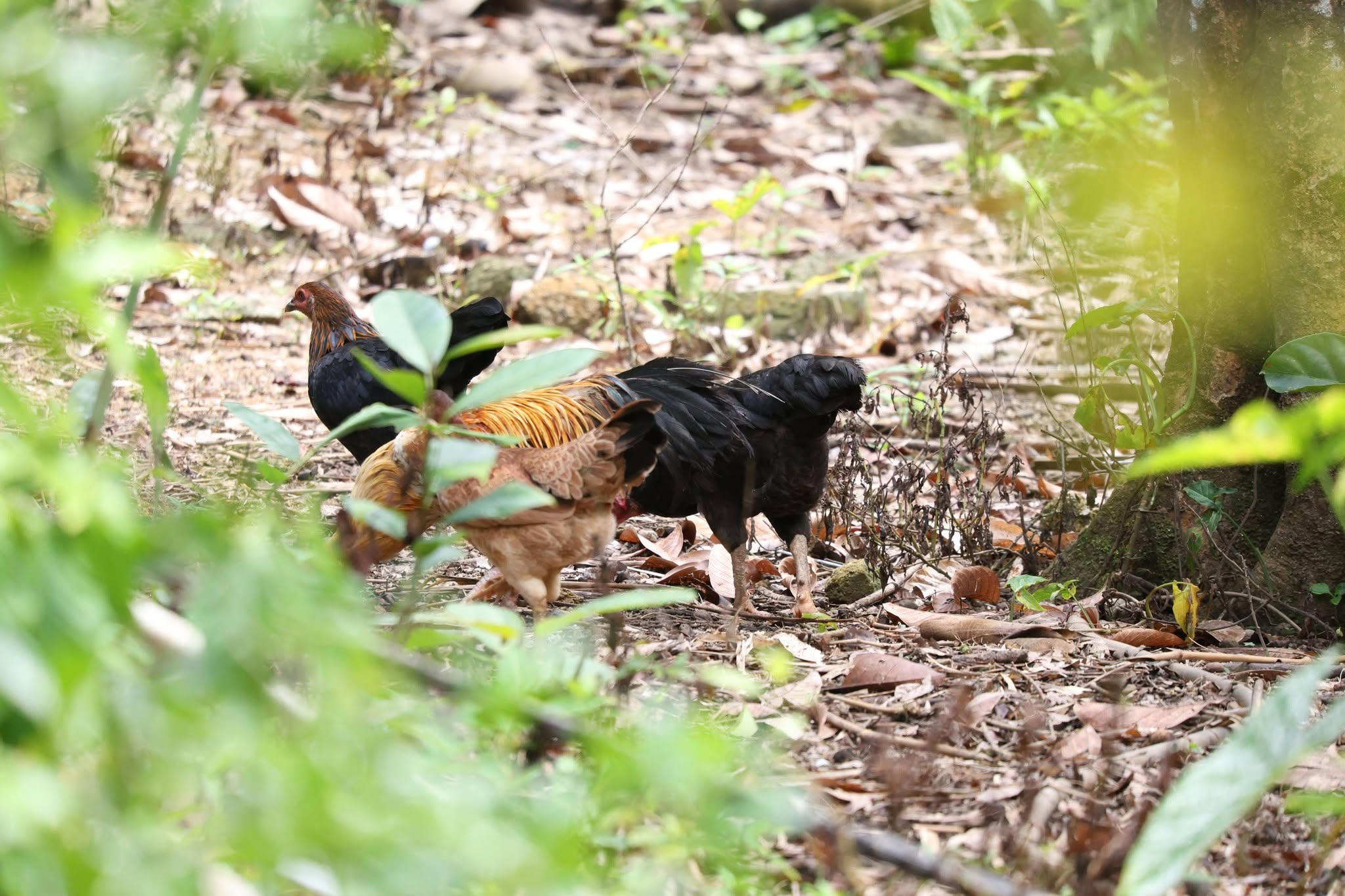 title - กพม. เยือนพังงา ติดตาม Smart Farmer ชูเกษตรผสมผสาน วนเกษตร หนุนแปรรูปสร้างมูลค่า