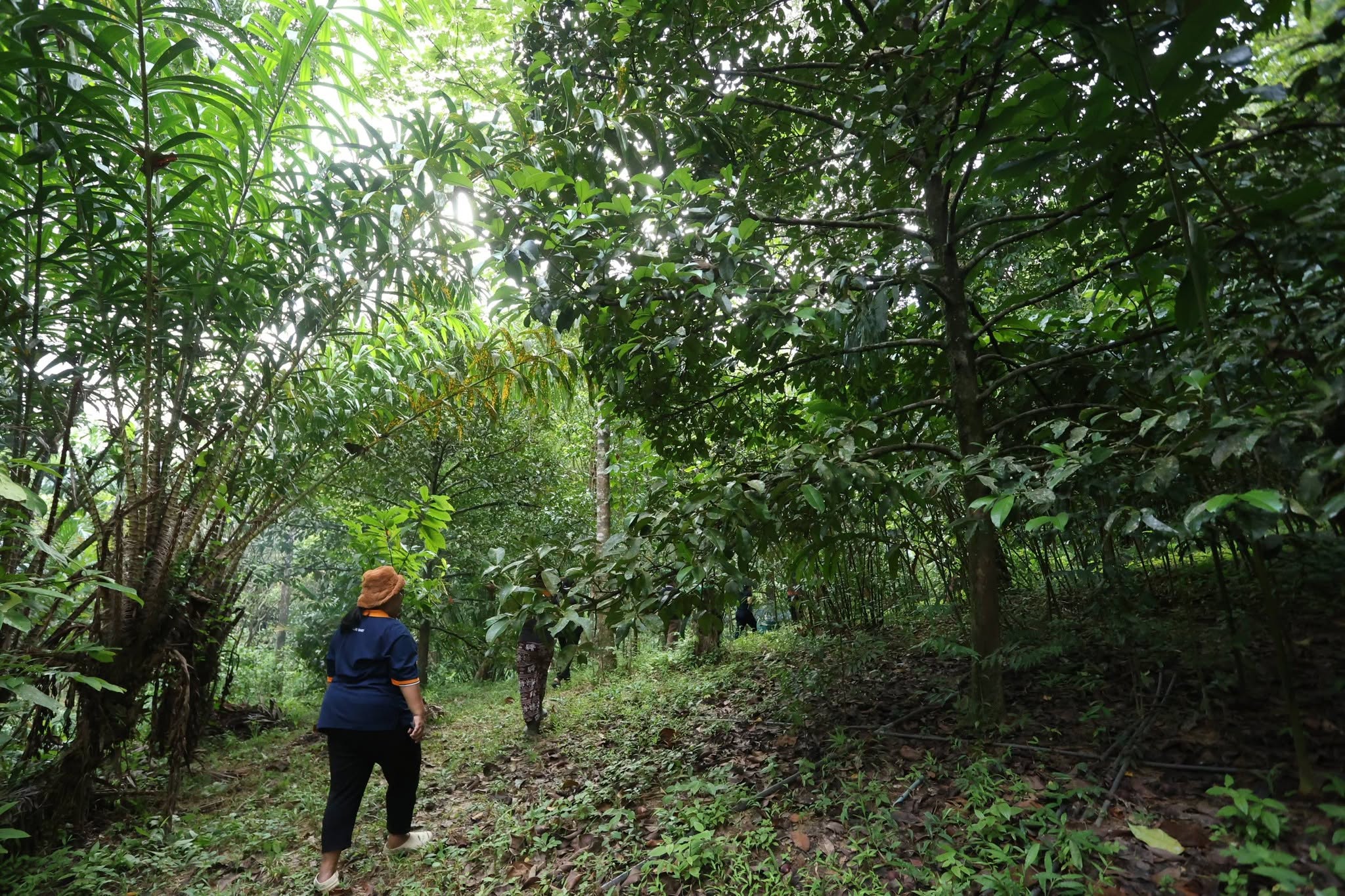 title - กพม. เยือนพังงา ติดตาม Smart Farmer ชูเกษตรผสมผสาน วนเกษตร หนุนแปรรูปสร้างมูลค่า
