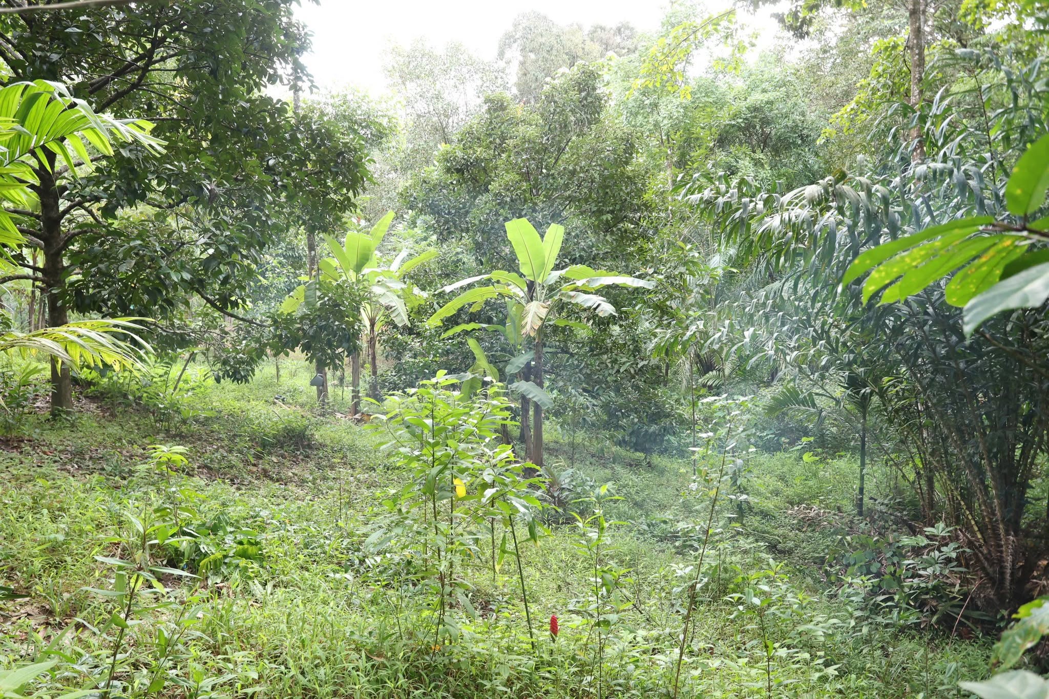 title - กพม. เยือนพังงา ติดตาม Smart Farmer ชูเกษตรผสมผสาน วนเกษตร หนุนแปรรูปสร้างมูลค่า