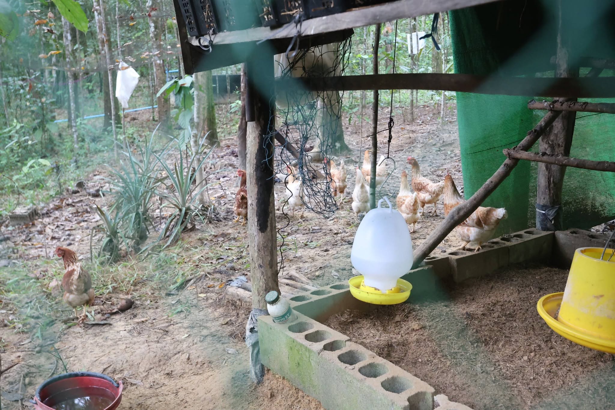 title - กพม. เยือนพังงา ติดตาม Smart Farmer ชูเกษตรผสมผสาน วนเกษตร หนุนแปรรูปสร้างมูลค่า