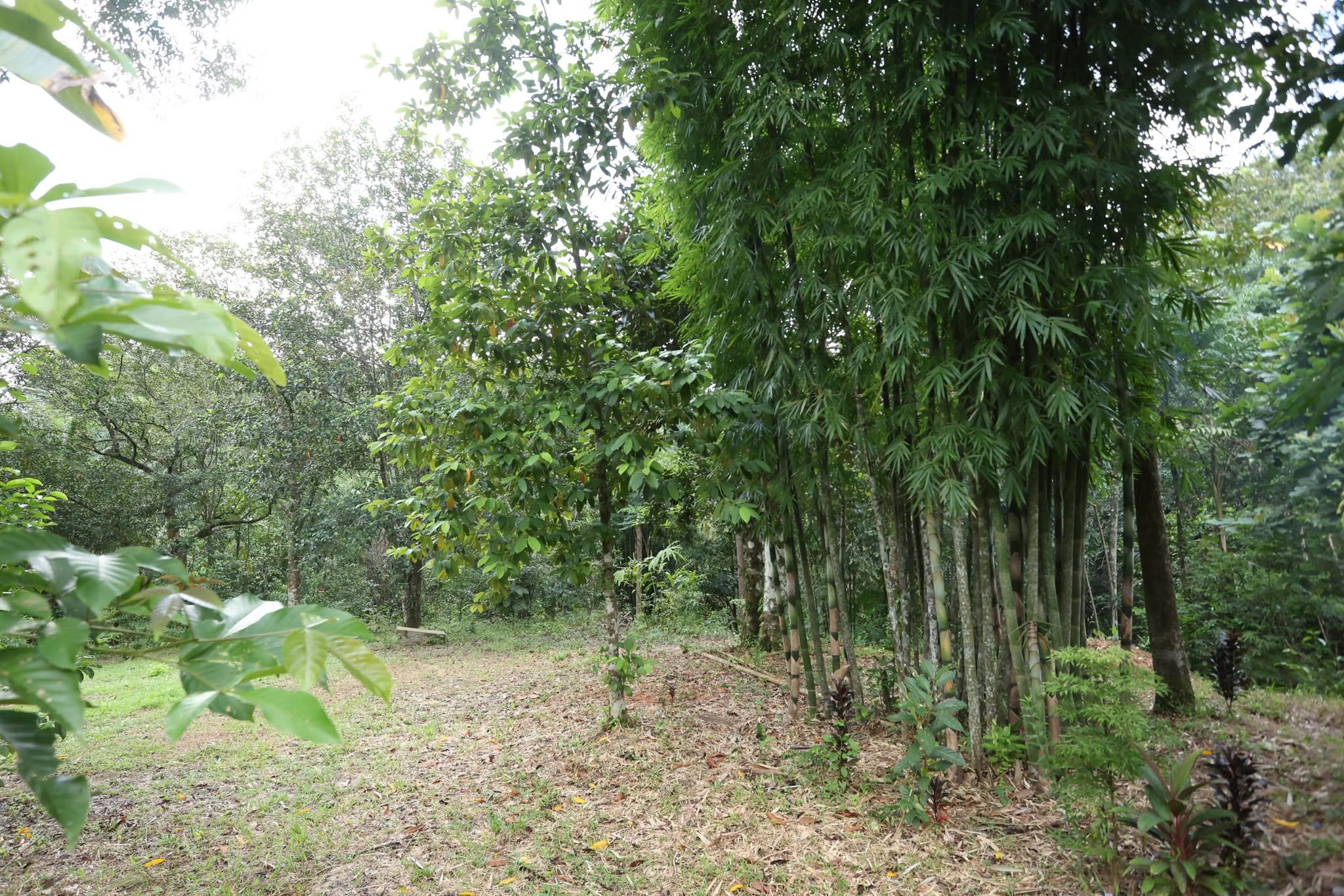 title - กพม. เยือนพังงา ติดตาม Smart Farmer ชูเกษตรผสมผสาน วนเกษตร หนุนแปรรูปสร้างมูลค่า