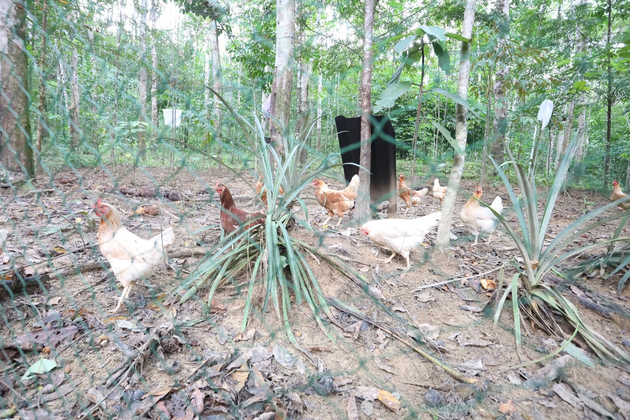 title - กพม. เยือนพังงา ติดตาม Smart Farmer ชูเกษตรผสมผสาน วนเกษตร หนุนแปรรูปสร้างมูลค่า