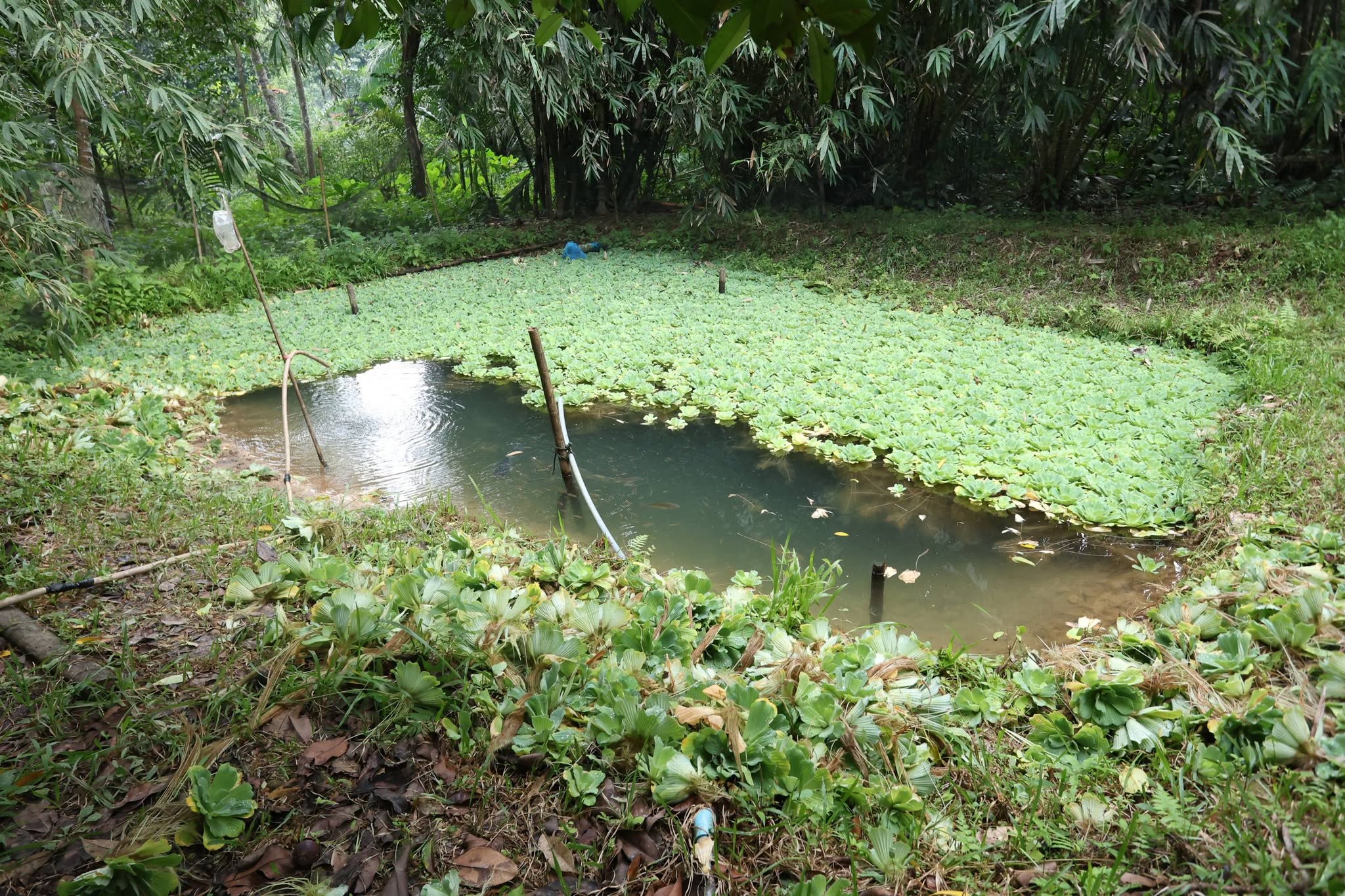 title - กพม. เยือนพังงา ติดตาม Smart Farmer ชูเกษตรผสมผสาน วนเกษตร หนุนแปรรูปสร้างมูลค่า