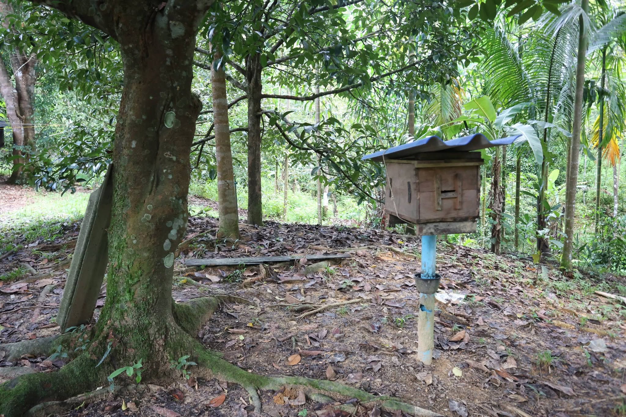 title - กพม. เยือนพังงา ติดตาม Smart Farmer ชูเกษตรผสมผสาน วนเกษตร หนุนแปรรูปสร้างมูลค่า