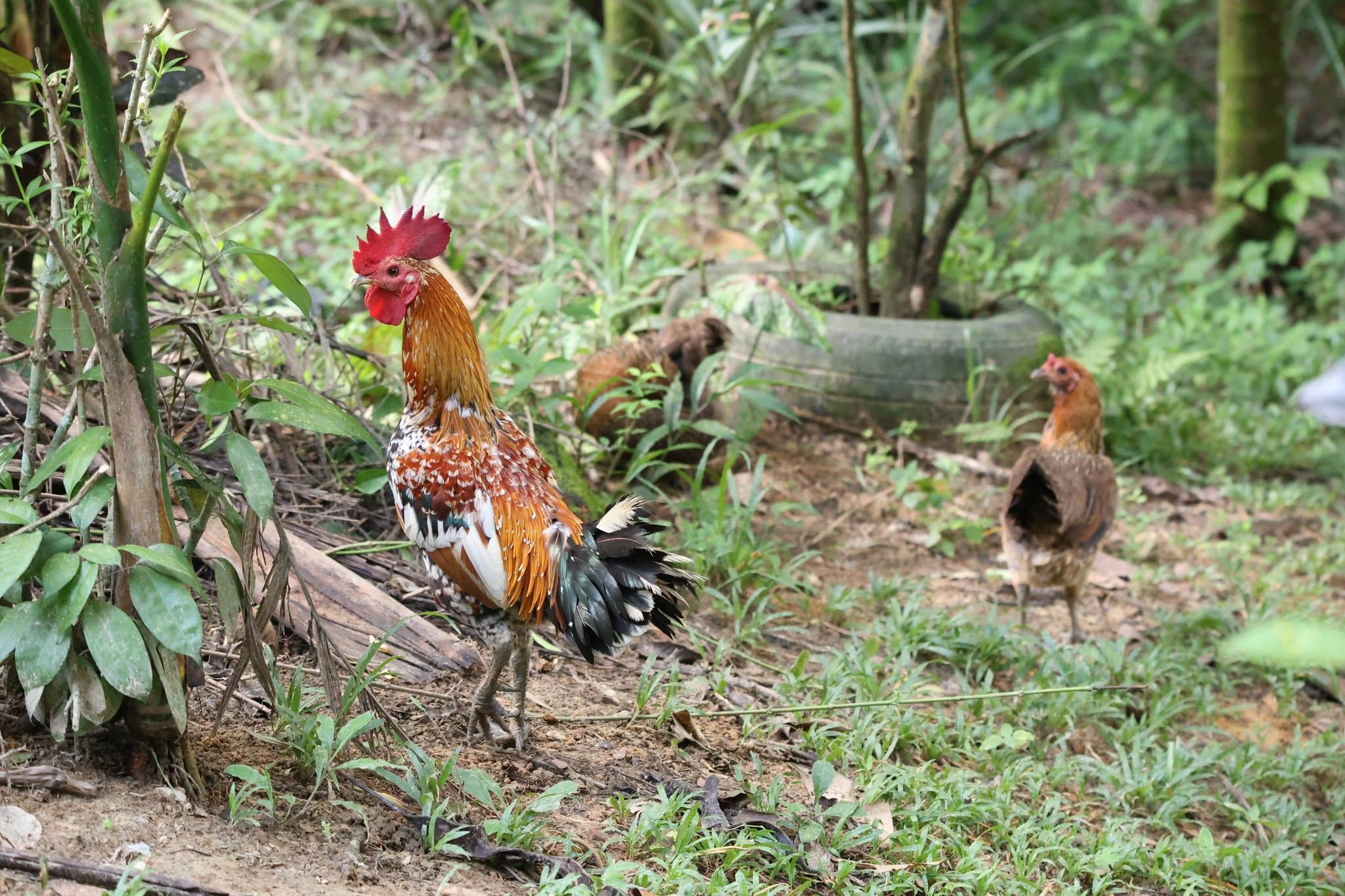 title - กพม. เยือนพังงา ติดตาม Smart Farmer ชูเกษตรผสมผสาน วนเกษตร หนุนแปรรูปสร้างมูลค่า