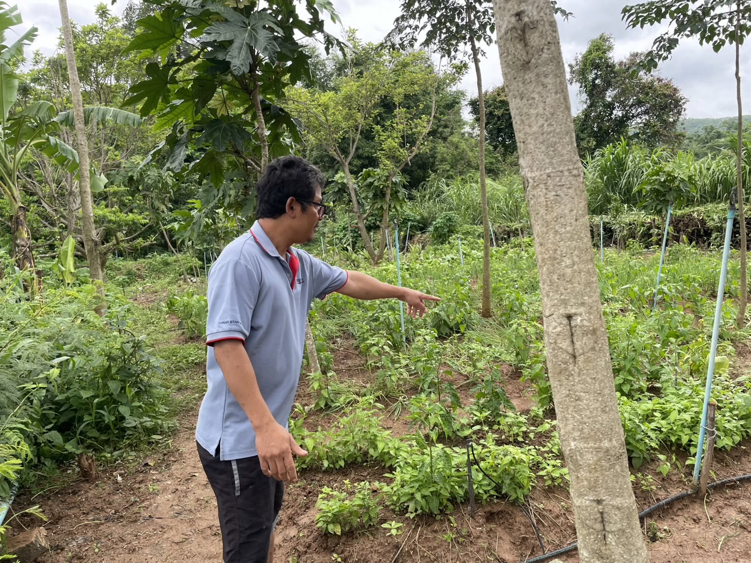 title - กพก. ลงพื้นที่ติดตามการดำเนินงานโครงการระบบส่งเสริมเกษตรแบบแปลงใหญ่ กลุ่มแปลงใหญ่พืชผัก ต.ปากช่อง อ.ปากช่อง จ.นครราชสีมา