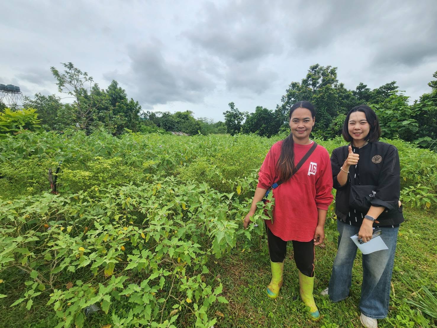 title - กพก. ลงพื้นที่ติดตามการดำเนินงานโครงการระบบส่งเสริมเกษตรแบบแปลงใหญ่ กลุ่มแปลงใหญ่พืชผัก ต.ปากช่อง อ.ปากช่อง จ.นครราชสีมา