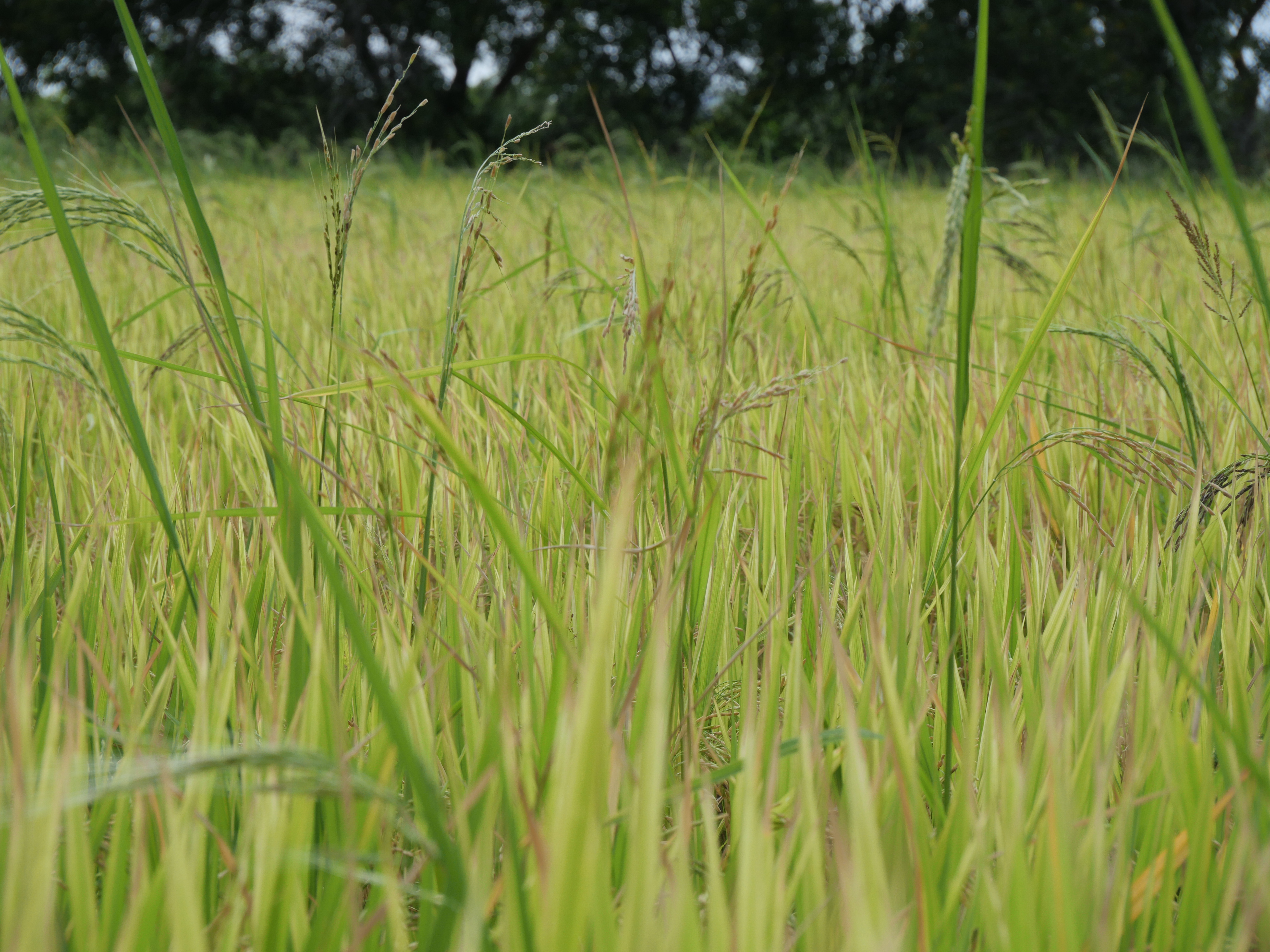 title - กพม. ติดตามผล Smart Farmer ต้นแบบและแปลง 8421 พระนครศรีอยุธยา