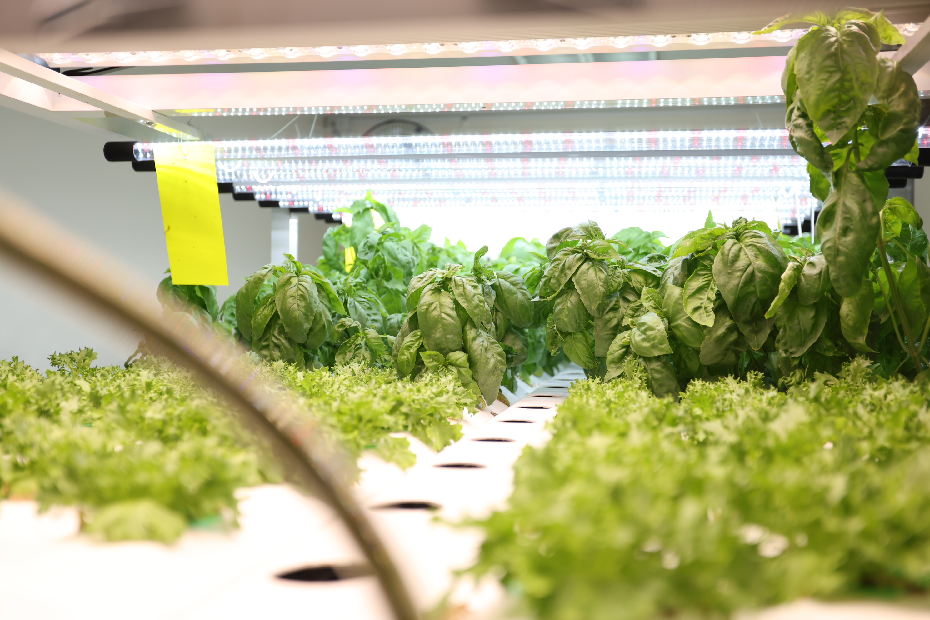title - สพท. ดูงาน DISTAR FRESH Farm ต้นแบบฟาร์มเกษตรแนวใหม่ นำนวัตกรรมดิจิทัลขับเคลื่อนงานส่งเสริมการเกษตร