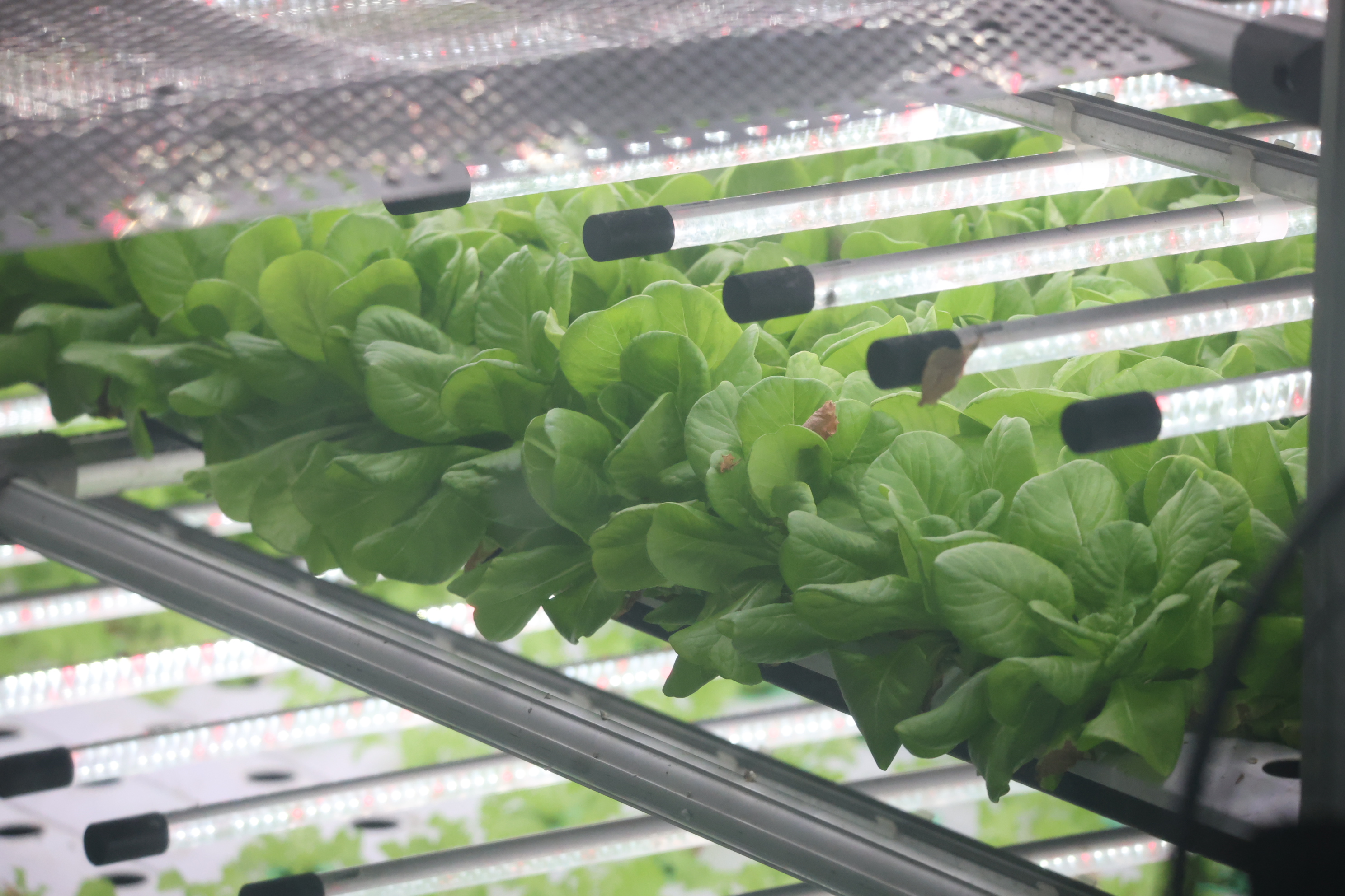 title - สพท. ดูงาน DISTAR FRESH Farm ต้นแบบฟาร์มเกษตรแนวใหม่ นำนวัตกรรมดิจิทัลขับเคลื่อนงานส่งเสริมการเกษตร