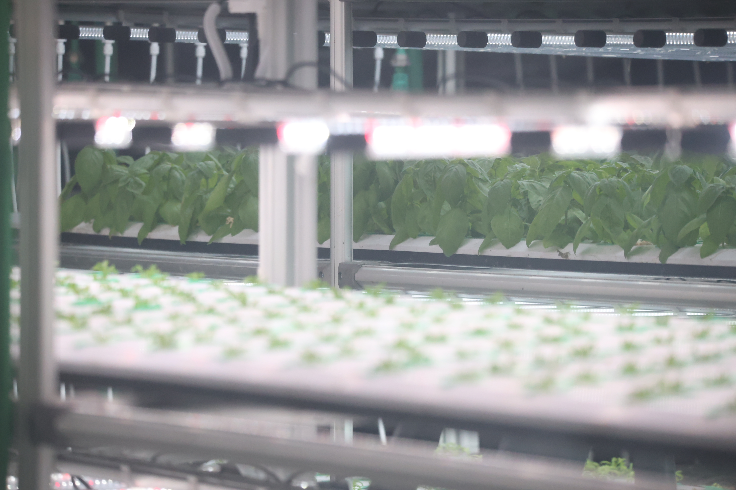 title - สพท. ดูงาน DISTAR FRESH Farm ต้นแบบฟาร์มเกษตรแนวใหม่ นำนวัตกรรมดิจิทัลขับเคลื่อนงานส่งเสริมการเกษตร
