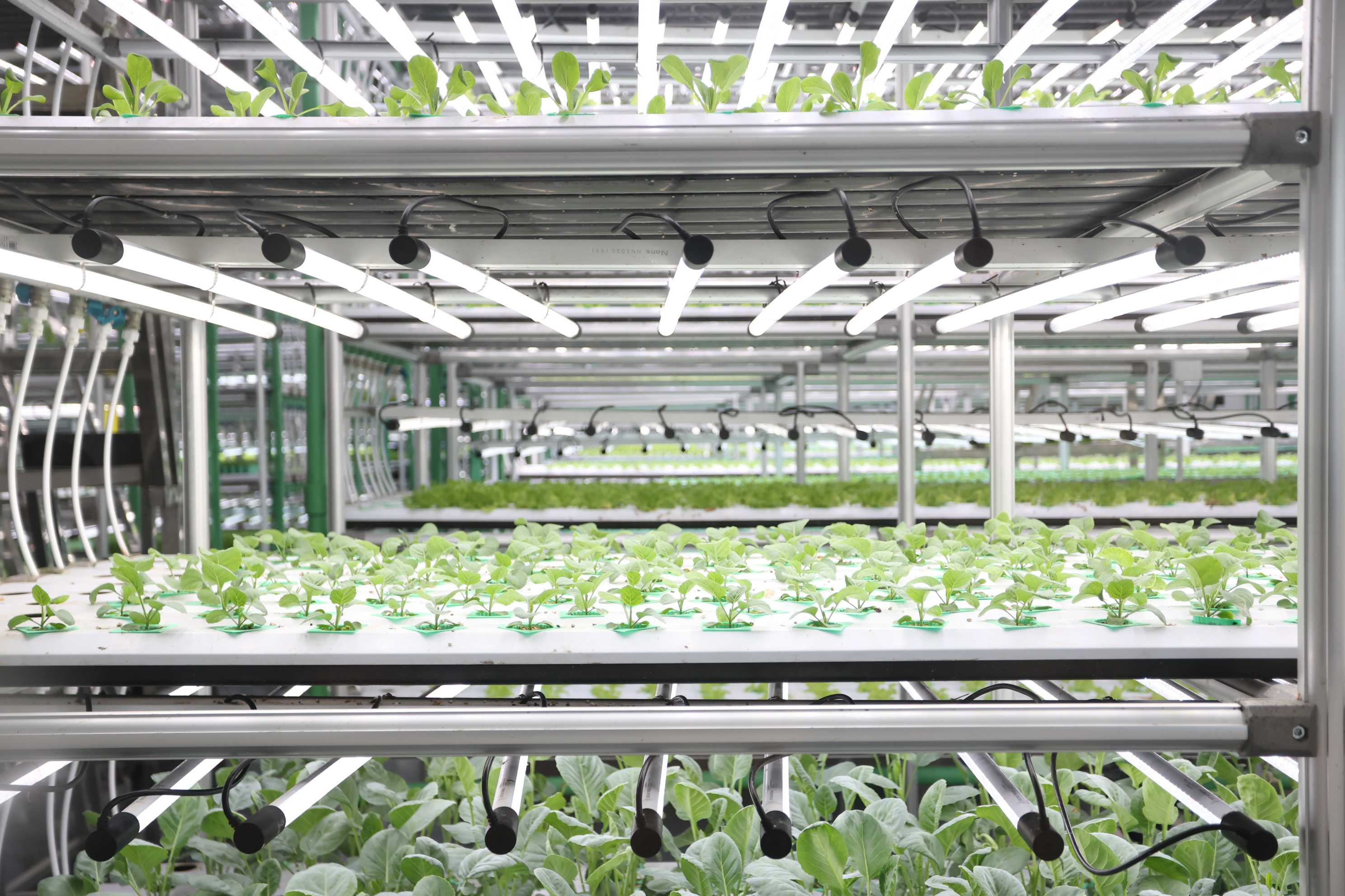 title - สพท. ดูงาน DISTAR FRESH Farm ต้นแบบฟาร์มเกษตรแนวใหม่ นำนวัตกรรมดิจิทัลขับเคลื่อนงานส่งเสริมการเกษตร