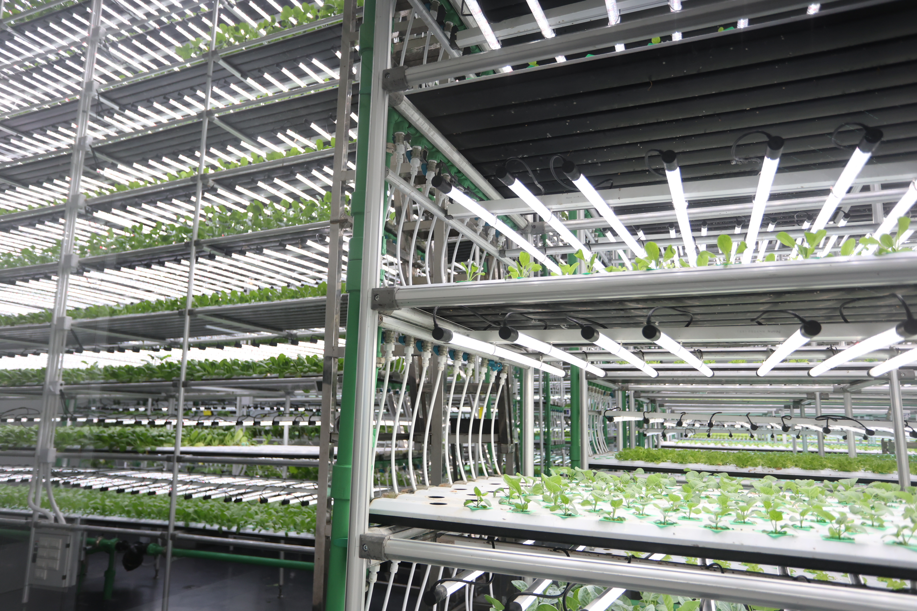 title - สพท. ดูงาน DISTAR FRESH Farm ต้นแบบฟาร์มเกษตรแนวใหม่ นำนวัตกรรมดิจิทัลขับเคลื่อนงานส่งเสริมการเกษตร