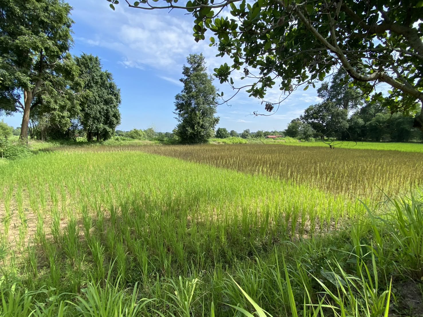 title - กอฟ. ติดตามการดำเนินงานโครงการเกษตรกรรมยั่งยืน จ.มหาสารคาม ปีงบประมาณ 2569