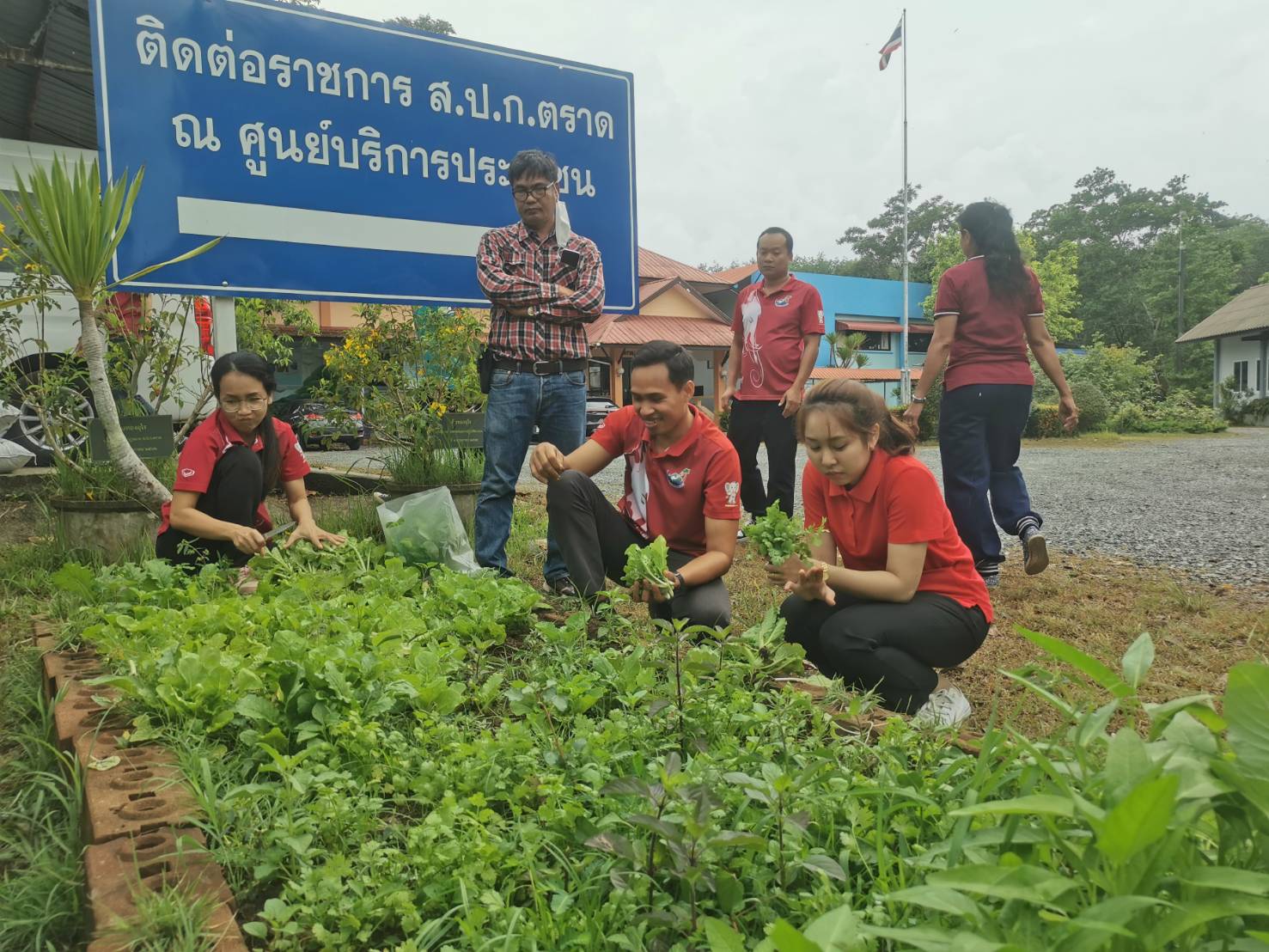 แปลงผักสวนครัว ณ ส.ป.ก.ตราด