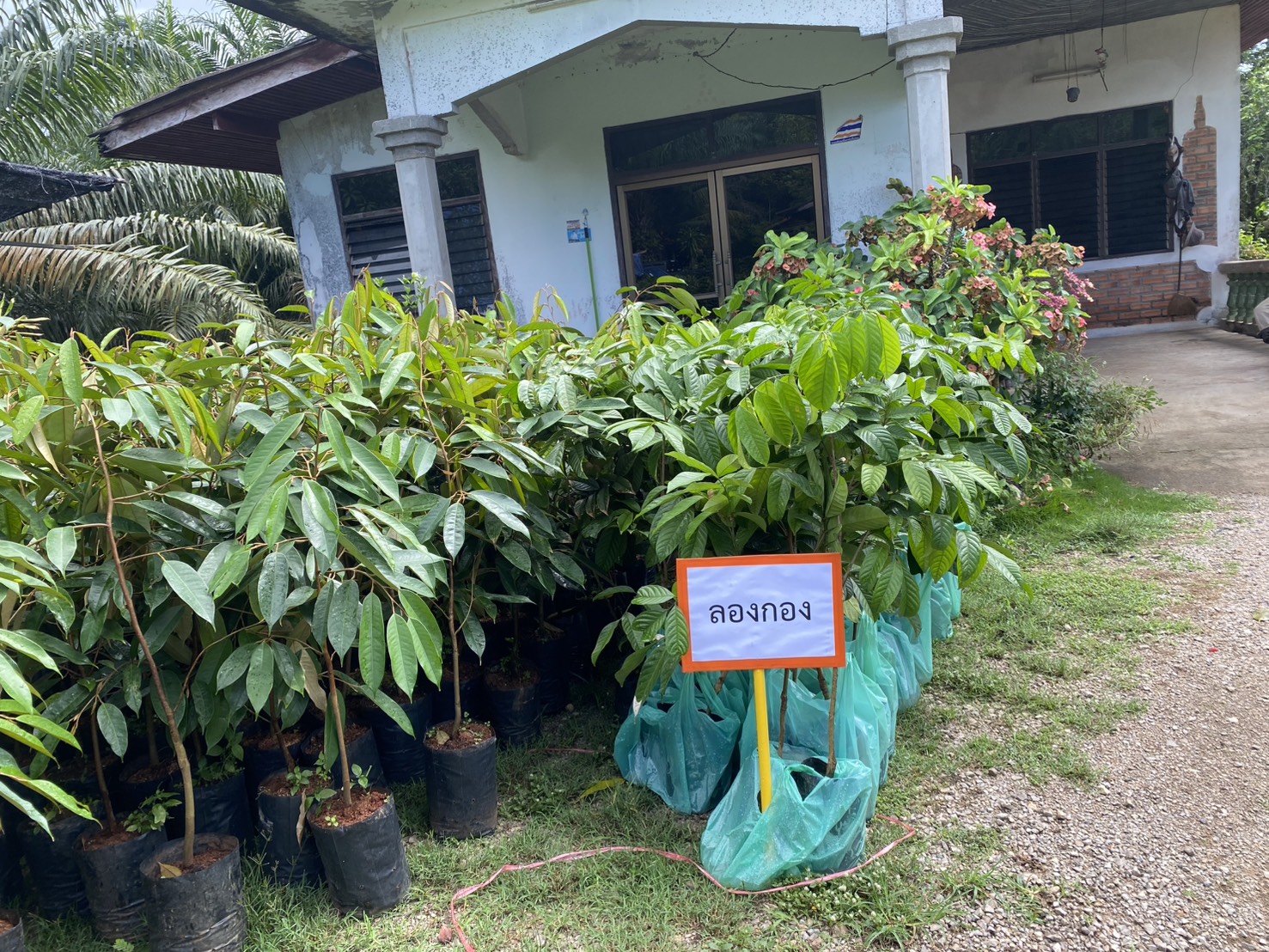 title - ส.ป.ก.ตรัง มอบปัจจัยการผลิตทางการเกษตร ภายใต้โครงการพัฒนาเกษตรกรรมยั่งยืน กิจกรรมพัฒนาเกษตรกรรมยั่งยืนในเขตปฏิรูปที่ดินจังหวัดตรัง ปีงบประมาณ พ.ศ. ๒๕๖๙