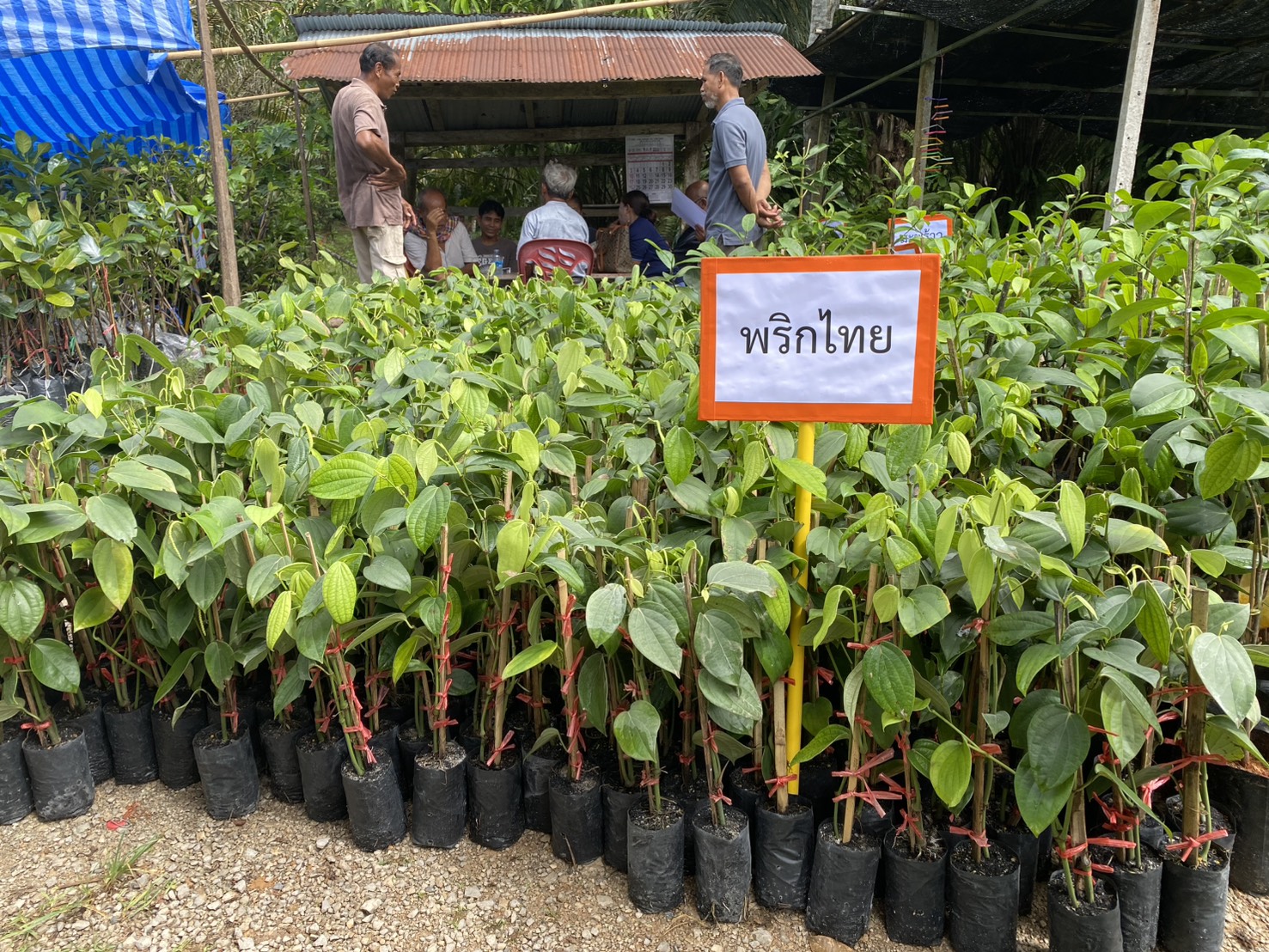 title - ส.ป.ก.ตรัง มอบปัจจัยการผลิตทางการเกษตร ภายใต้โครงการพัฒนาเกษตรกรรมยั่งยืน กิจกรรมพัฒนาเกษตรกรรมยั่งยืนในเขตปฏิรูปที่ดินจังหวัดตรัง ปีงบประมาณ พ.ศ. ๒๕๖๙