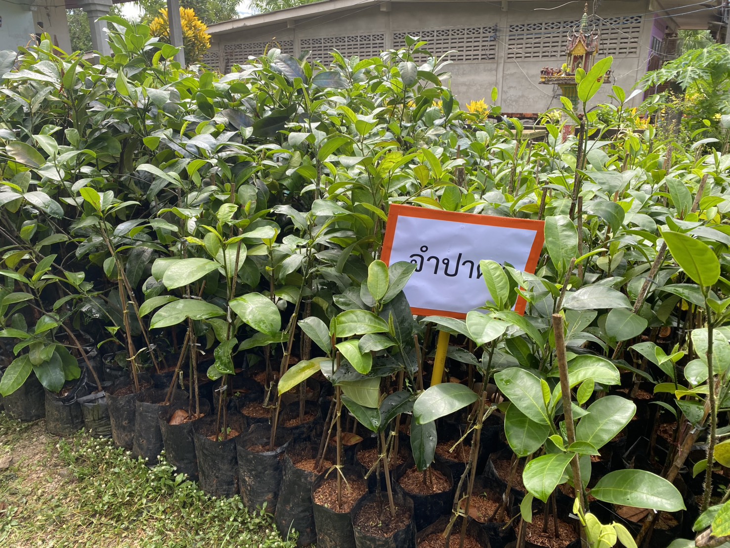 title - ส.ป.ก.ตรัง มอบปัจจัยการผลิตทางการเกษตร ภายใต้โครงการพัฒนาเกษตรกรรมยั่งยืน กิจกรรมพัฒนาเกษตรกรรมยั่งยืนในเขตปฏิรูปที่ดินจังหวัดตรัง ปีงบประมาณ พ.ศ. ๒๕๖๙