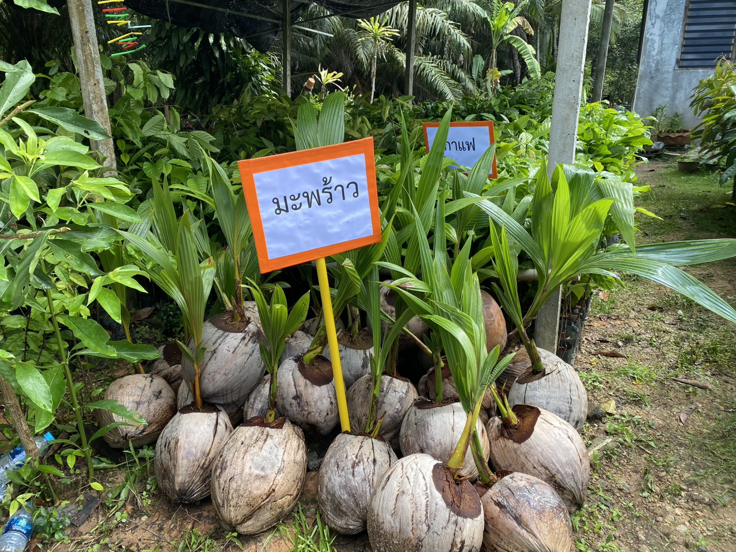 title - ส.ป.ก.ตรัง มอบปัจจัยการผลิตทางการเกษตร ภายใต้โครงการพัฒนาเกษตรกรรมยั่งยืน กิจกรรมพัฒนาเกษตรกรรมยั่งยืนในเขตปฏิรูปที่ดินจังหวัดตรัง ปีงบประมาณ พ.ศ. ๒๕๖๙