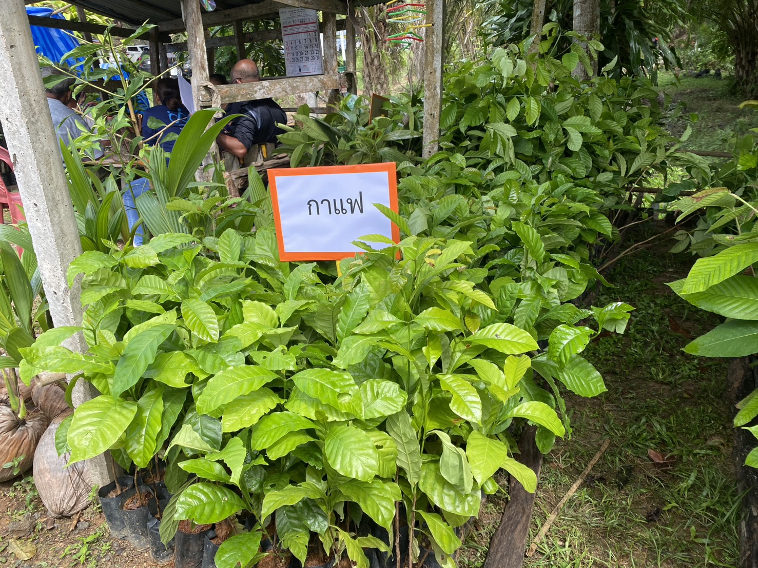 title - ส.ป.ก.ตรัง มอบปัจจัยการผลิตทางการเกษตร ภายใต้โครงการพัฒนาเกษตรกรรมยั่งยืน กิจกรรมพัฒนาเกษตรกรรมยั่งยืนในเขตปฏิรูปที่ดินจังหวัดตรัง ปีงบประมาณ พ.ศ. ๒๕๖๙