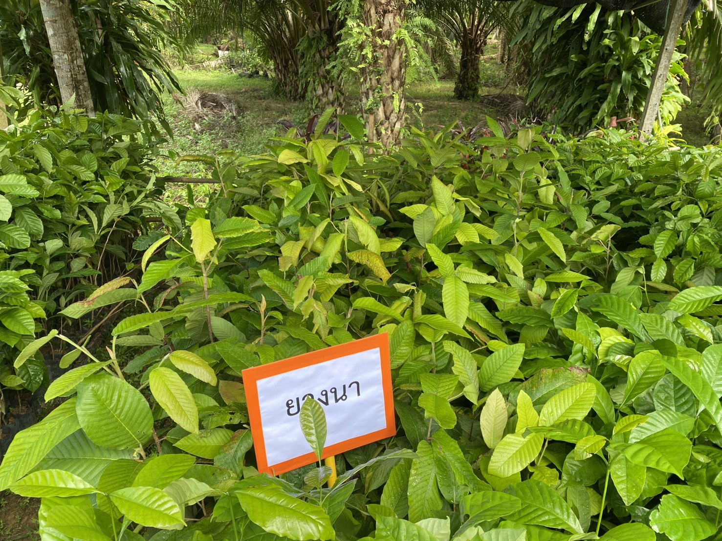 title - ส.ป.ก.ตรัง มอบปัจจัยการผลิตทางการเกษตร ภายใต้โครงการพัฒนาเกษตรกรรมยั่งยืน กิจกรรมพัฒนาเกษตรกรรมยั่งยืนในเขตปฏิรูปที่ดินจังหวัดตรัง ปีงบประมาณ พ.ศ. ๒๕๖๙