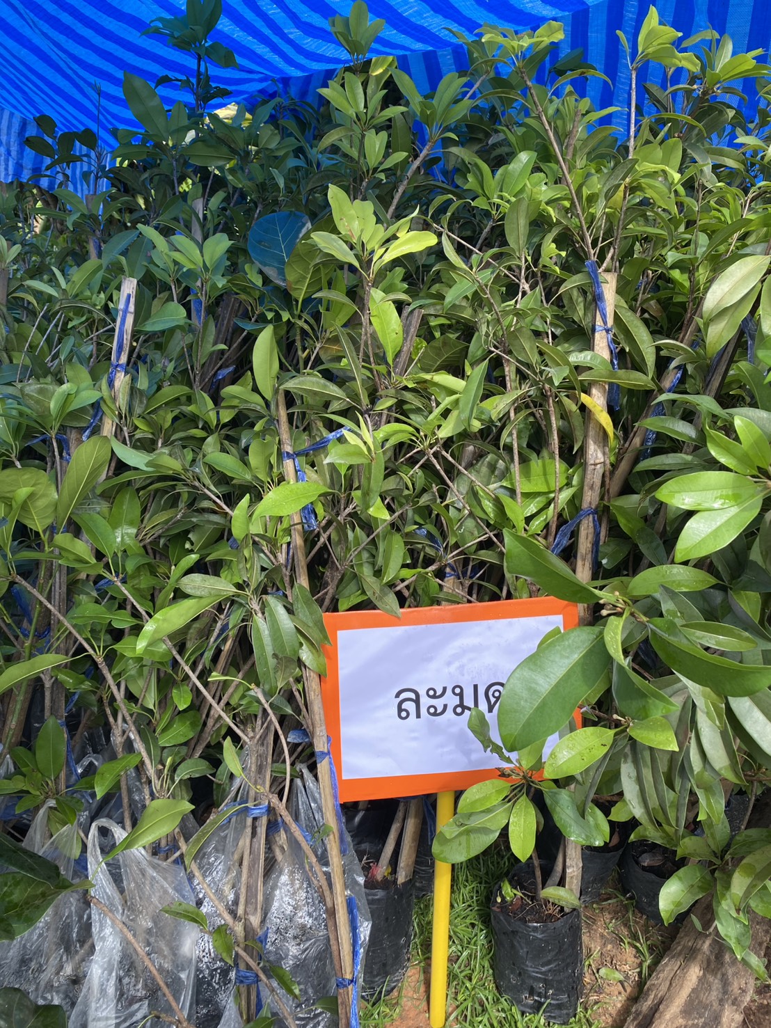 title - ส.ป.ก.ตรัง มอบปัจจัยการผลิตทางการเกษตร ภายใต้โครงการพัฒนาเกษตรกรรมยั่งยืน กิจกรรมพัฒนาเกษตรกรรมยั่งยืนในเขตปฏิรูปที่ดินจังหวัดตรัง ปีงบประมาณ พ.ศ. ๒๕๖๙