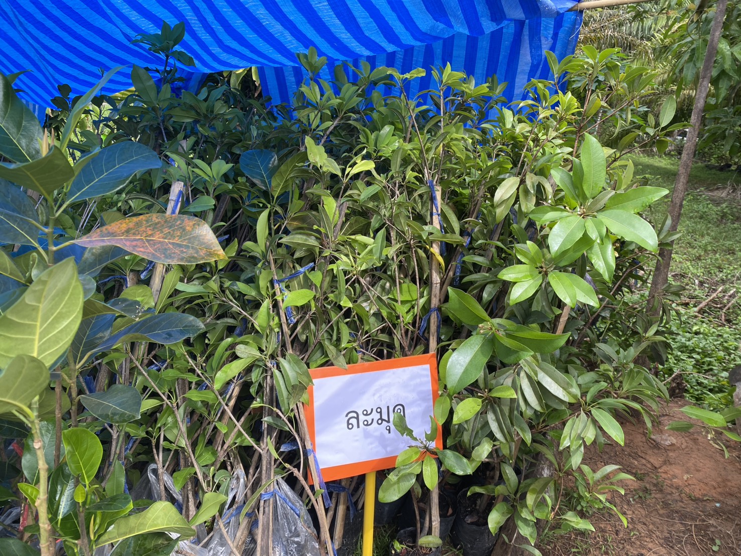 title - ส.ป.ก.ตรัง มอบปัจจัยการผลิตทางการเกษตร ภายใต้โครงการพัฒนาเกษตรกรรมยั่งยืน กิจกรรมพัฒนาเกษตรกรรมยั่งยืนในเขตปฏิรูปที่ดินจังหวัดตรัง ปีงบประมาณ พ.ศ. ๒๕๖๙