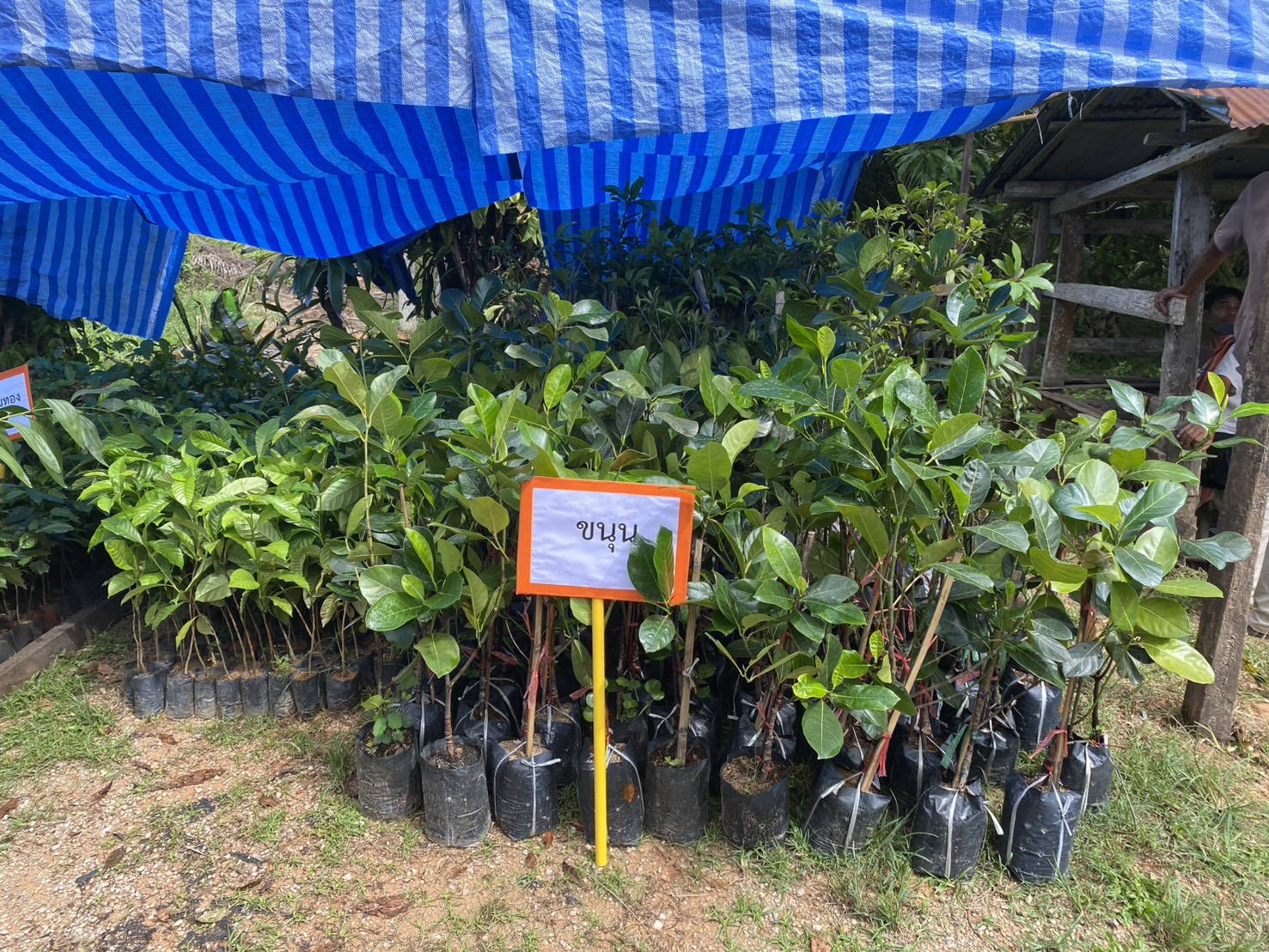 title - ส.ป.ก.ตรัง มอบปัจจัยการผลิตทางการเกษตร ภายใต้โครงการพัฒนาเกษตรกรรมยั่งยืน กิจกรรมพัฒนาเกษตรกรรมยั่งยืนในเขตปฏิรูปที่ดินจังหวัดตรัง ปีงบประมาณ พ.ศ. ๒๕๖๙