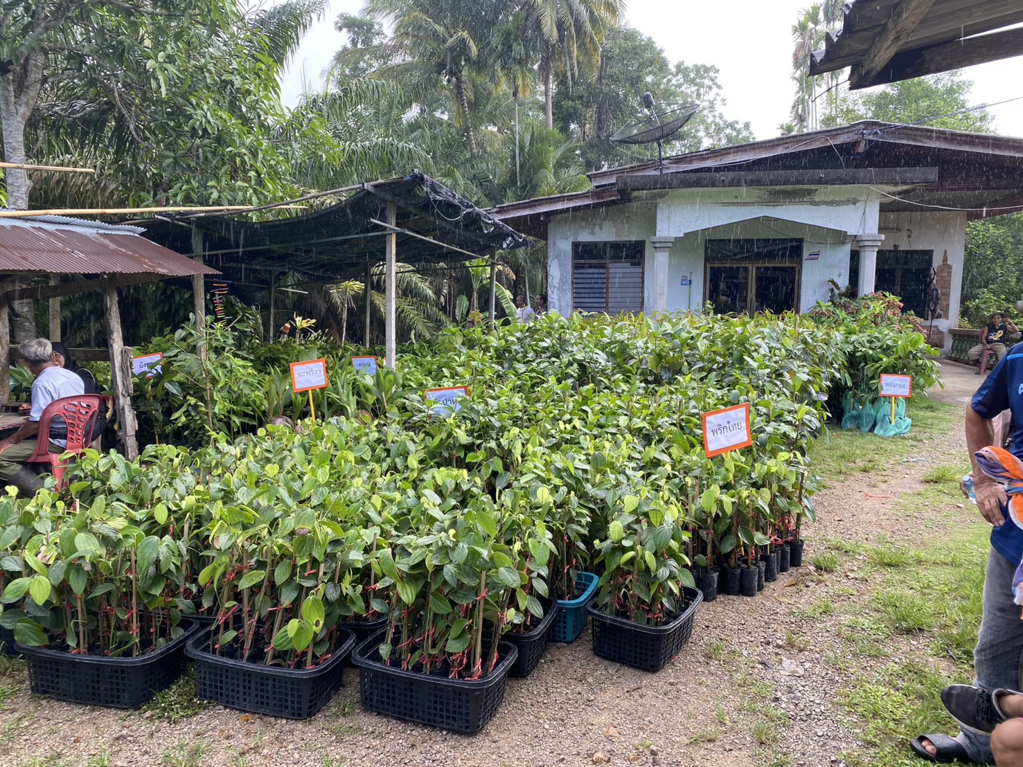 title - ส.ป.ก.ตรัง มอบปัจจัยการผลิตทางการเกษตร ภายใต้โครงการพัฒนาเกษตรกรรมยั่งยืน กิจกรรมพัฒนาเกษตรกรรมยั่งยืนในเขตปฏิรูปที่ดินจังหวัดตรัง ปีงบประมาณ พ.ศ. ๒๕๖๙