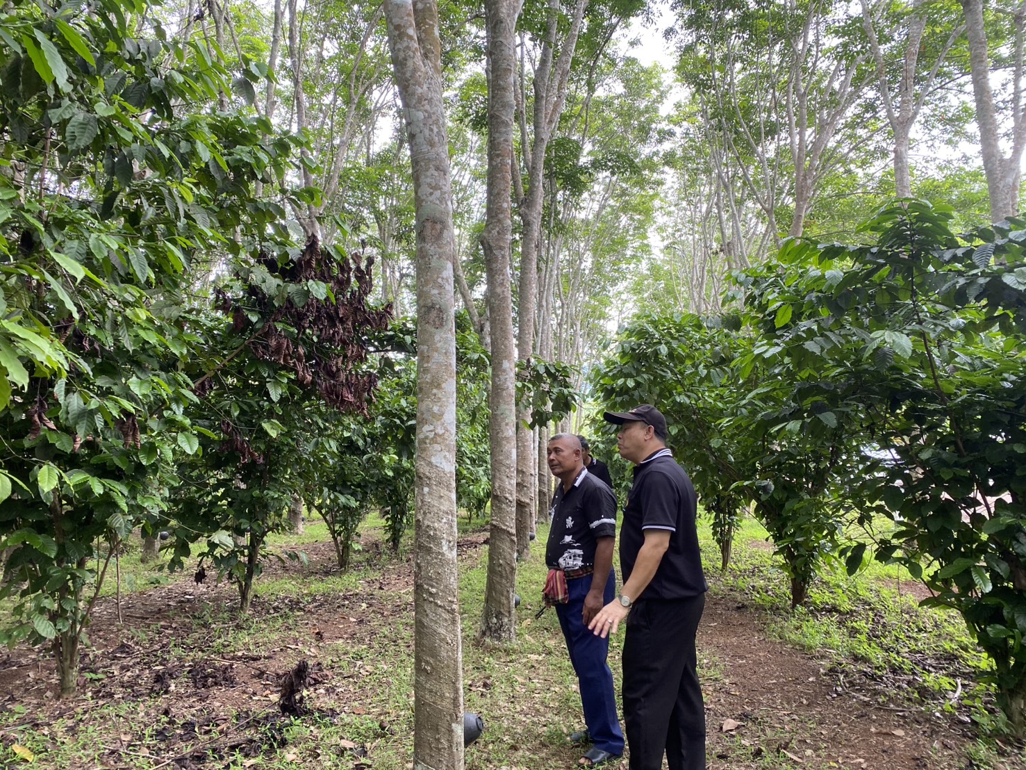 title - สำนักงานการปฏิรูปที่ดินจังหวัดตรัง ลงพื้นที่ตรวจเยี่ยมแปลงเกษตรกรในเขตปฏิรูปที่ดินจังหวัดตรัง    