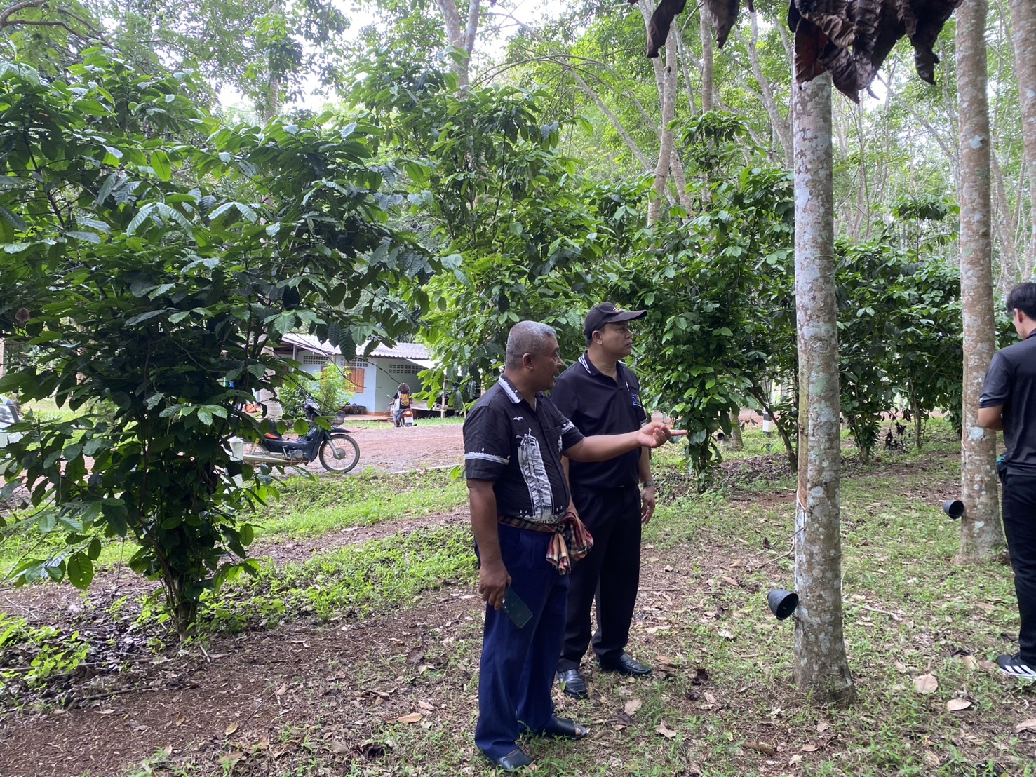 title - สำนักงานการปฏิรูปที่ดินจังหวัดตรัง ลงพื้นที่ตรวจเยี่ยมแปลงเกษตรกรในเขตปฏิรูปที่ดินจังหวัดตรัง    