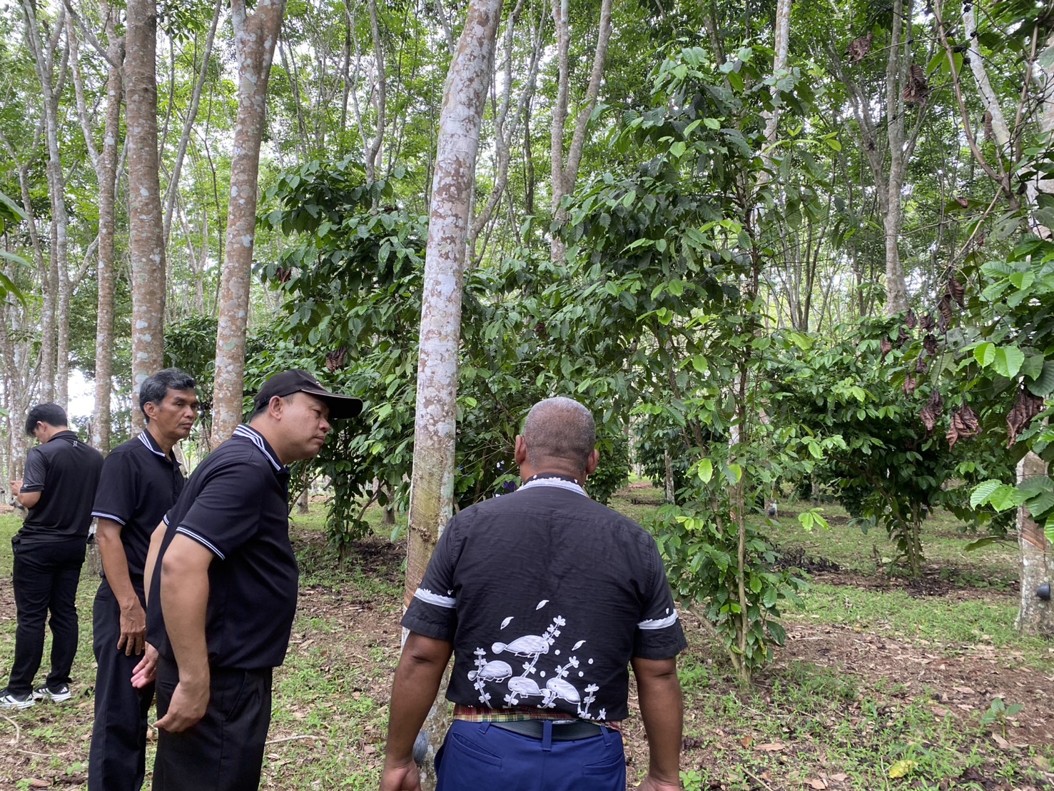 title - สำนักงานการปฏิรูปที่ดินจังหวัดตรัง ลงพื้นที่ตรวจเยี่ยมแปลงเกษตรกรในเขตปฏิรูปที่ดินจังหวัดตรัง    
