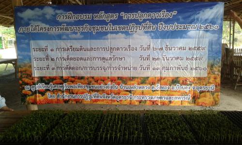 การจัดฝึกอบรมหลักสูตร “การปลูกดาวเรือง” ภายใต้โครงการพัฒนาธุรกิจชุมชน  ระยะที่ 1 