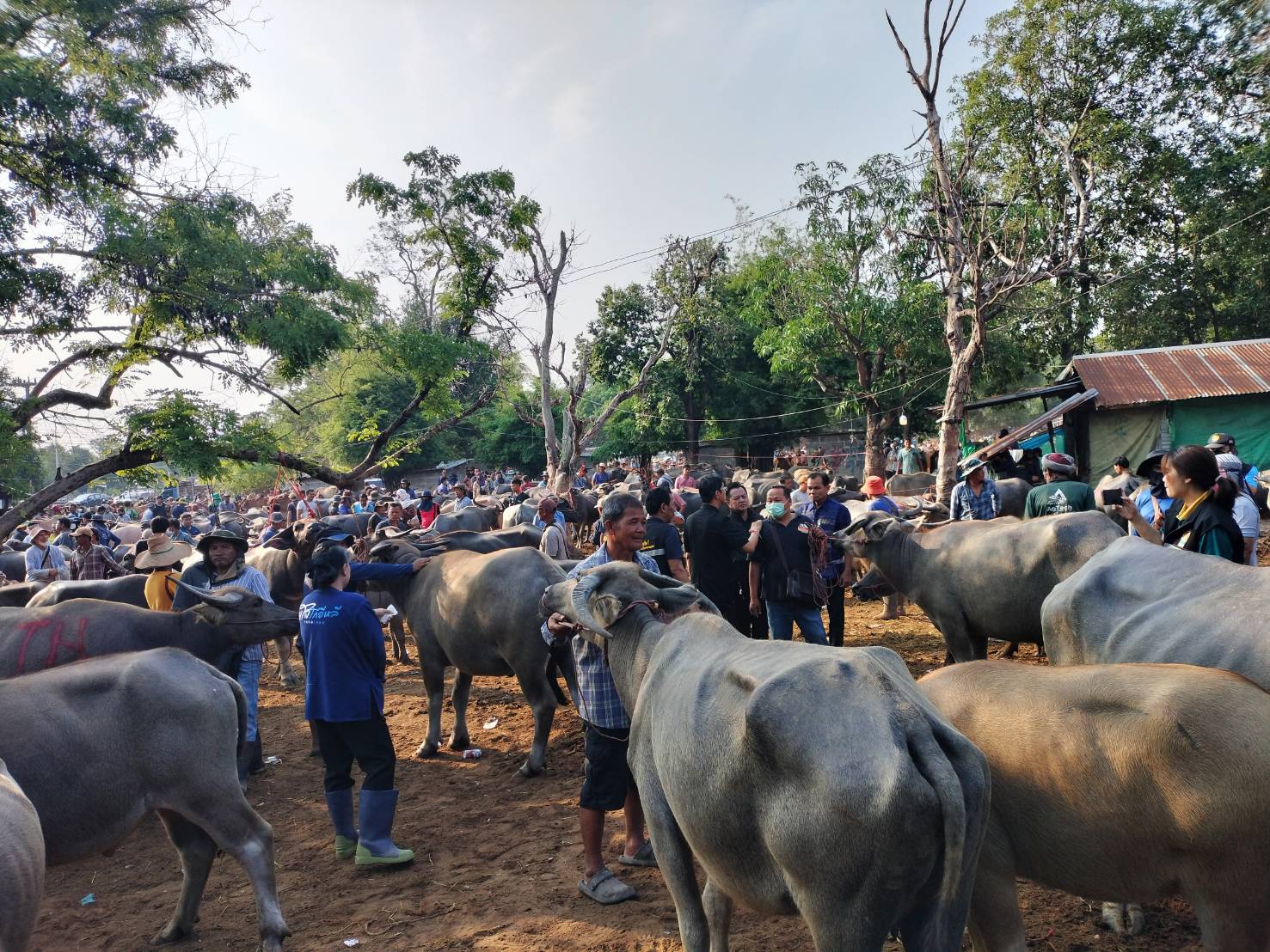 title - ส.ป.ก.ยโสธร ร่วมลงพื้นที่ตรวจเยี่ยม ตลาดนัดโค-กระบือ ณ บ้านเชียงหวาง  ตำบลสำราญ อำเภอเมืองยโสธร จังหวัดยโสธร