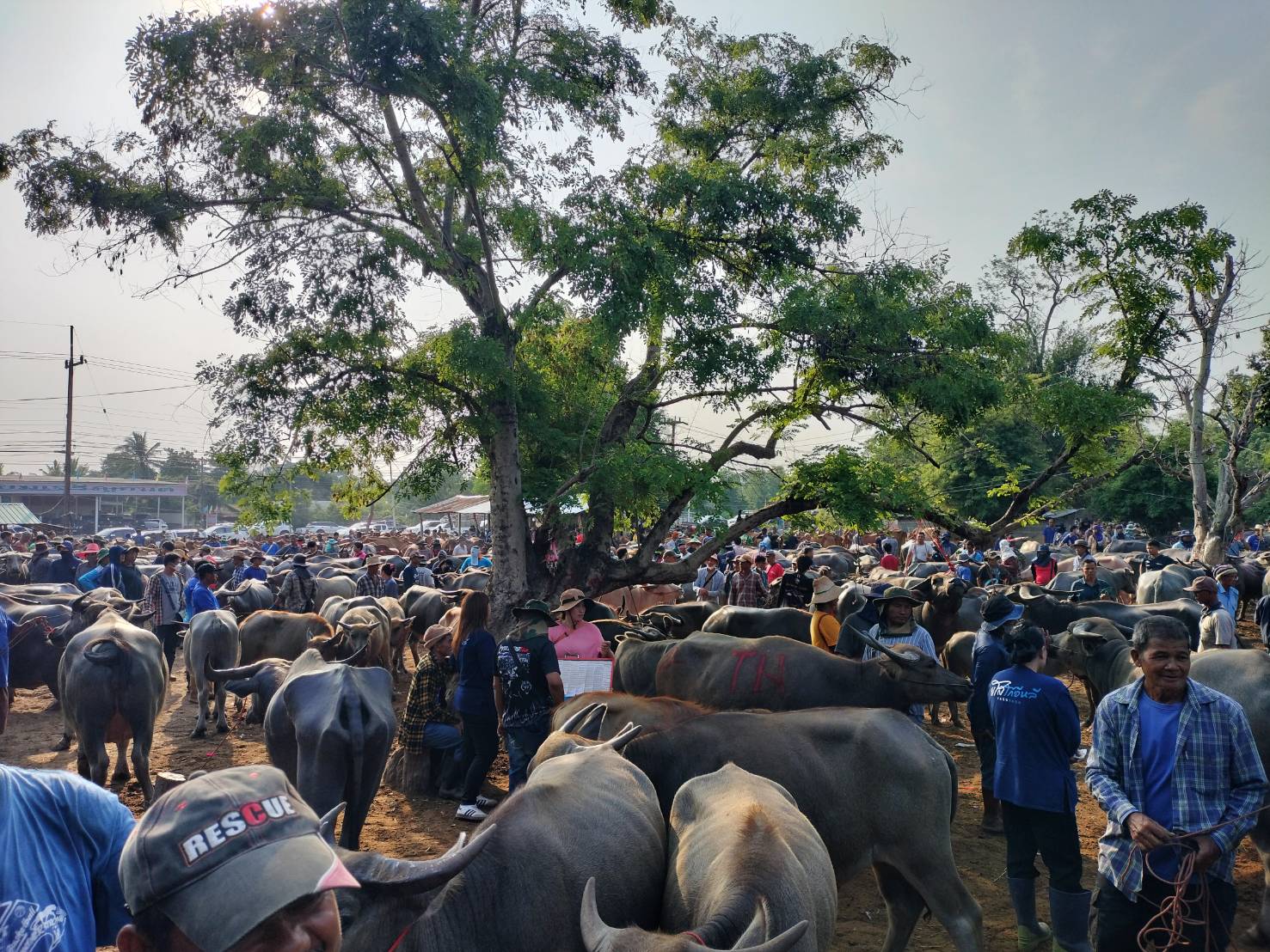title - ส.ป.ก.ยโสธร ร่วมลงพื้นที่ตรวจเยี่ยม ตลาดนัดโค-กระบือ ณ บ้านเชียงหวาง  ตำบลสำราญ อำเภอเมืองยโสธร จังหวัดยโสธร