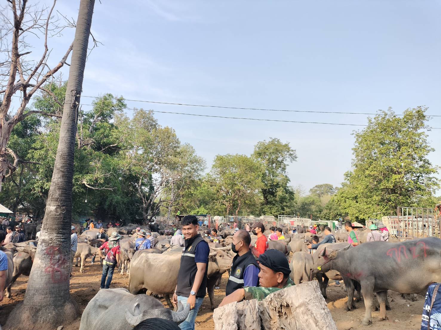 title - ส.ป.ก.ยโสธร ร่วมลงพื้นที่ตรวจเยี่ยม ตลาดนัดโค-กระบือ ณ บ้านเชียงหวาง  ตำบลสำราญ อำเภอเมืองยโสธร จังหวัดยโสธร