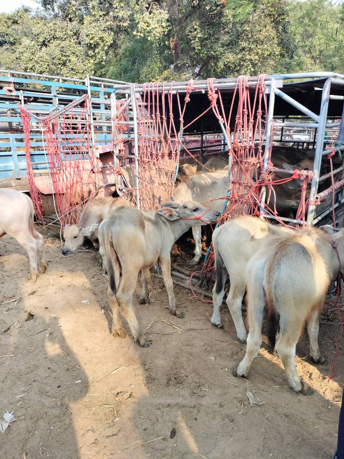 title - ส.ป.ก.ยโสธร ร่วมลงพื้นที่ตรวจเยี่ยม ตลาดนัดโค-กระบือ ณ บ้านเชียงหวาง  ตำบลสำราญ อำเภอเมืองยโสธร จังหวัดยโสธร