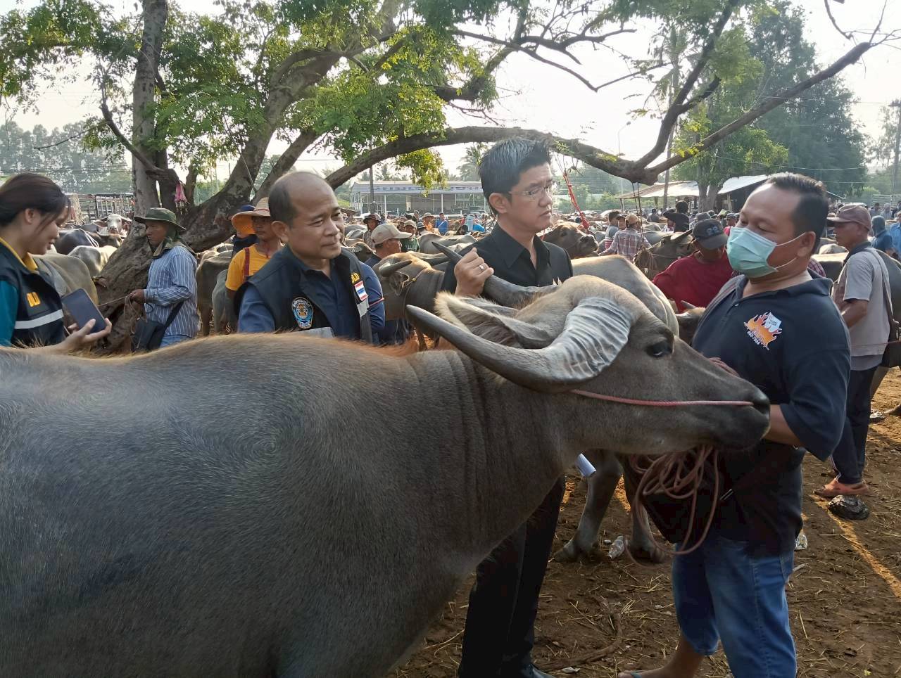 title - ส.ป.ก.ยโสธร ร่วมลงพื้นที่ตรวจเยี่ยม ตลาดนัดโค-กระบือ ณ บ้านเชียงหวาง  ตำบลสำราญ อำเภอเมืองยโสธร จังหวัดยโสธร