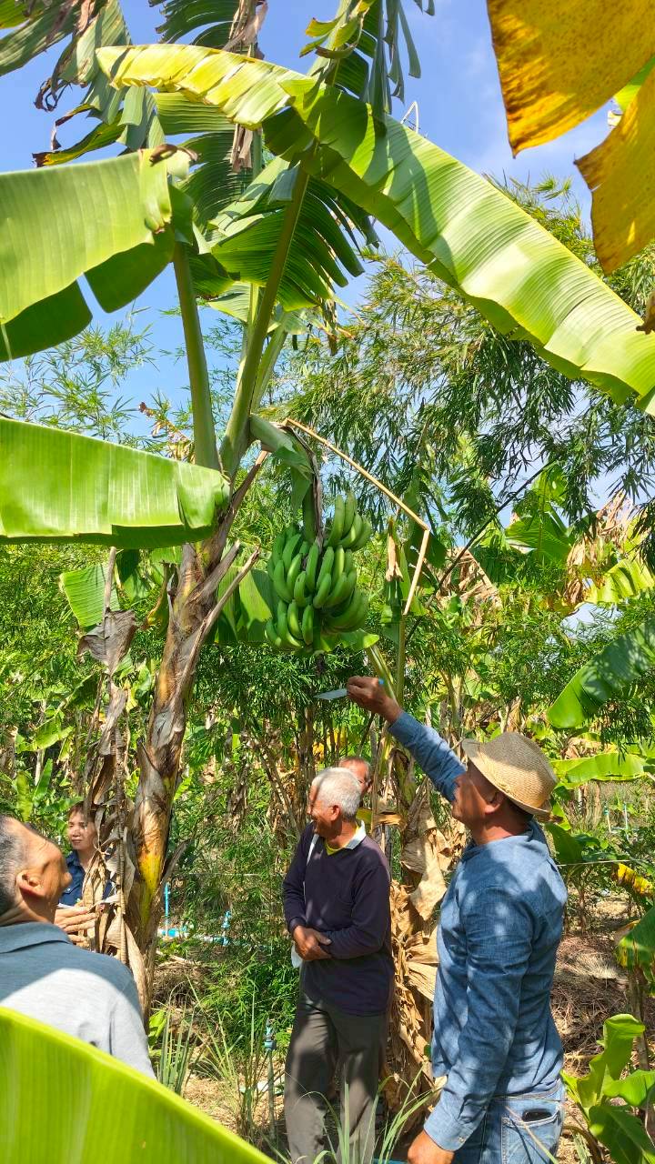 title - ส.ป.ก.ยโสธร จัดฝึกอบรมโครงการพัฒนาเกษตรกรปราดเปรื่อง (Smart Farmer)   ในเขตปฏิรูปที่ดินจังหวัดยโสธร ประจำปีงบประมาณ พ.ศ. 2569 หลักสูตร ที่ 1 การปลูกและการดูแลรักษากล้วยหอมทอง
