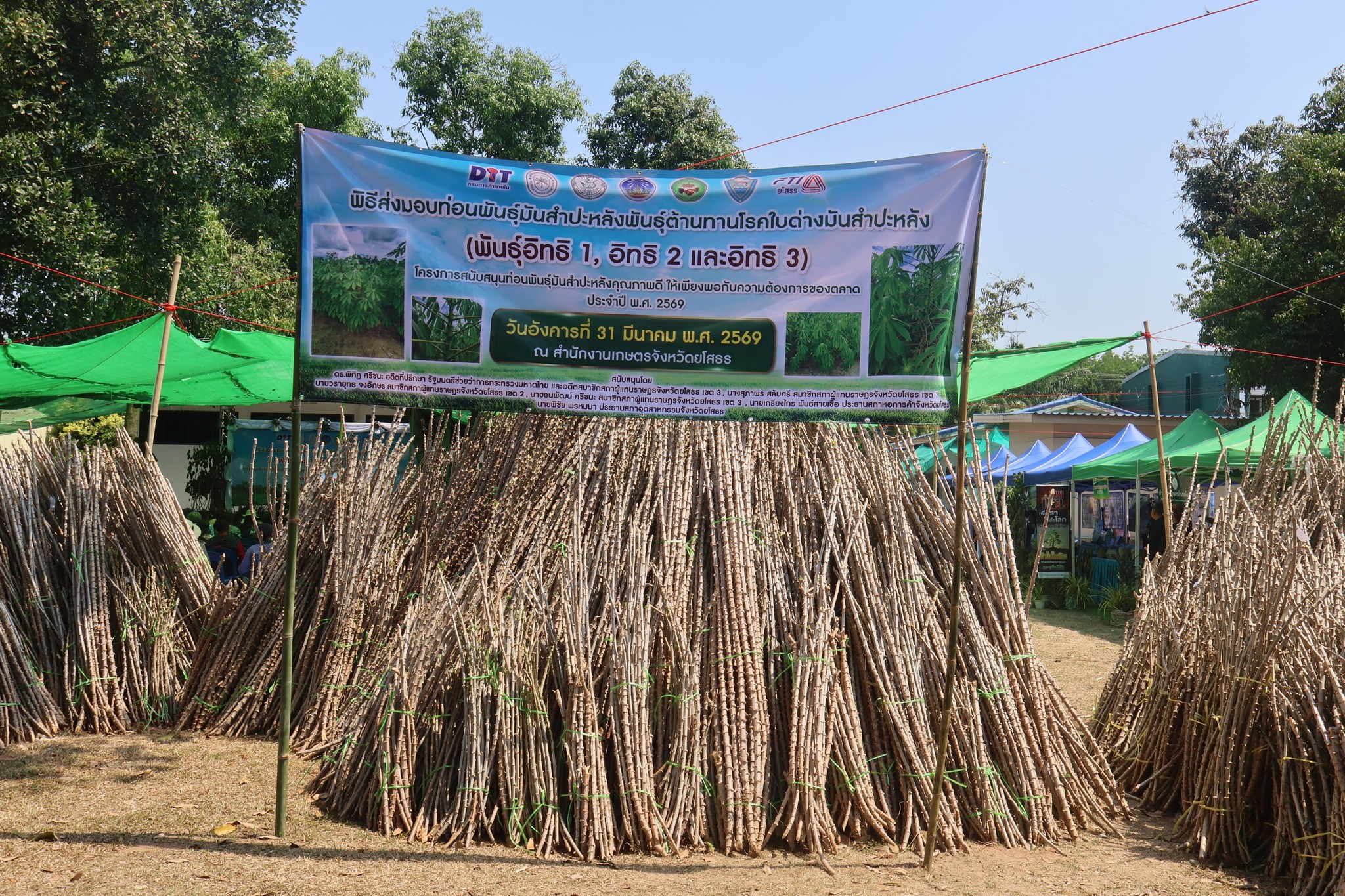 title - ส.ป.ก. ยโสธร ร่วมพิธีส่งมอบท่อนพันธุ์มันสำปะหลังพันธุ์ต้านทานโรคใบด่างมันสำปะหลัง
