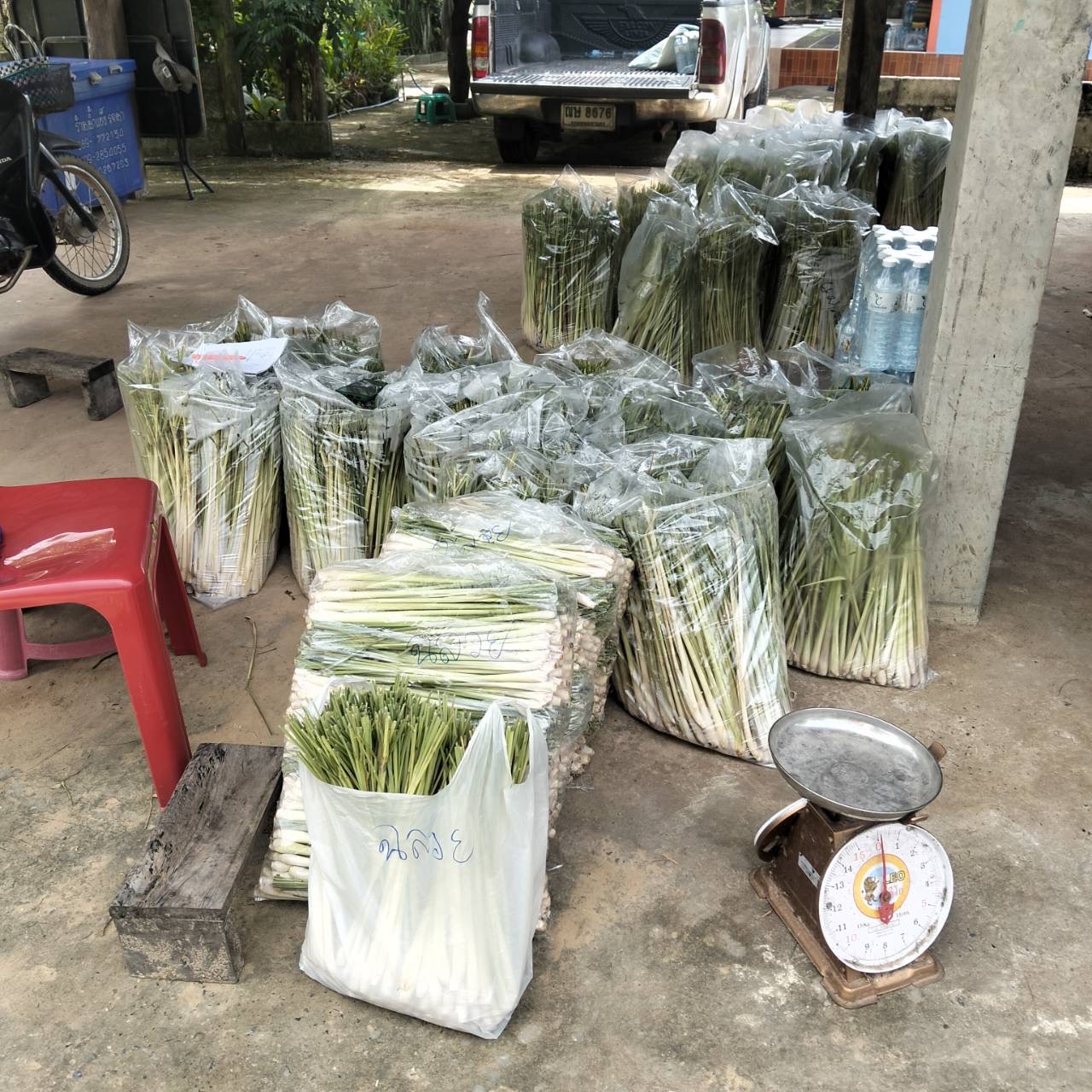 title -  ส.ป.ก.ยโสธร  ติดตามการดำเนินกิจกรรมโครงการระบบส่งเสริมเกษตรแบบแปลงใหญ่ในเขตปฏิรูปที่ดินตำบลคำน้ำสร้าง  อำเภอกุดชุม จังหวัดยโสธร