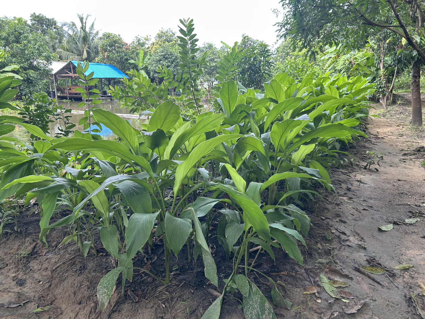 title -  ส.ป.ก.ยโสธร  ติดตามการดำเนินกิจกรรมโครงการระบบส่งเสริมเกษตรแบบแปลงใหญ่ในเขตปฏิรูปที่ดินตำบลคำน้ำสร้าง  อำเภอกุดชุม จังหวัดยโสธร